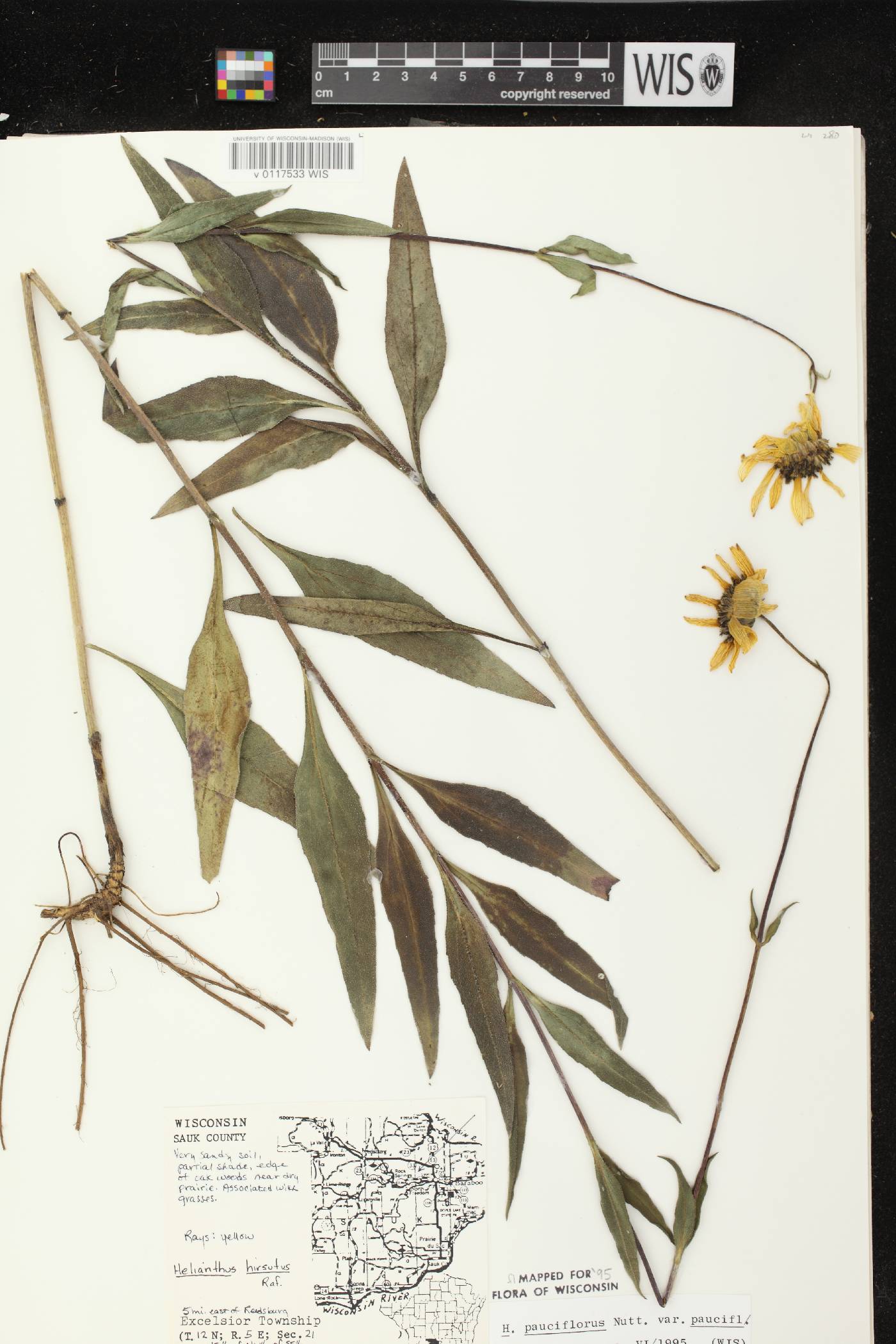 Helianthus pauciflorus subsp. pauciflorus image