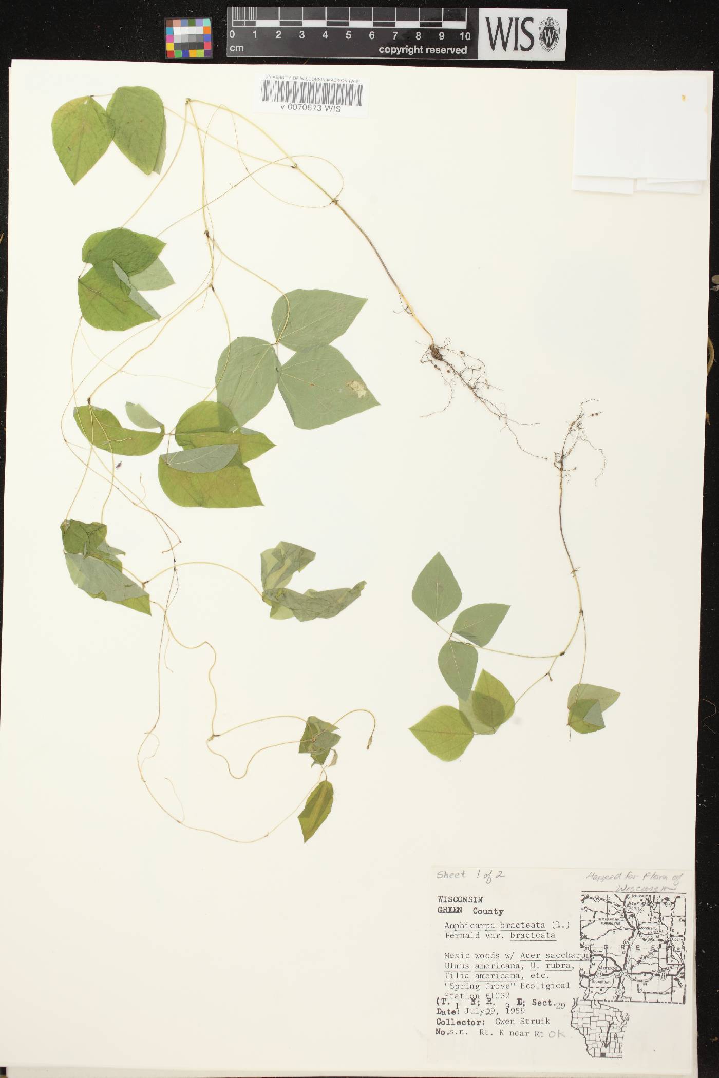 Amphicarpaea bracteata image