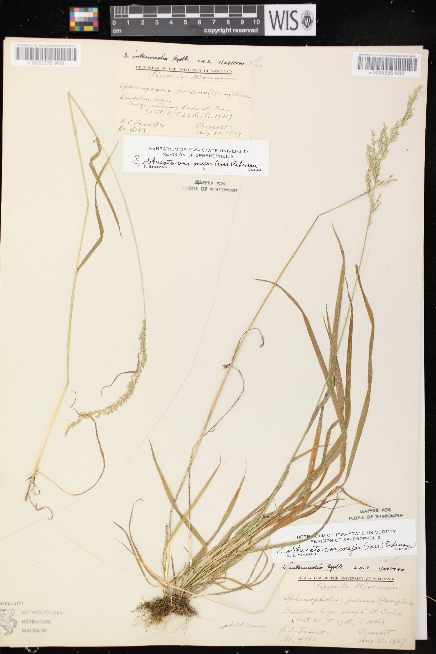 Sphenopholis intermedia image
