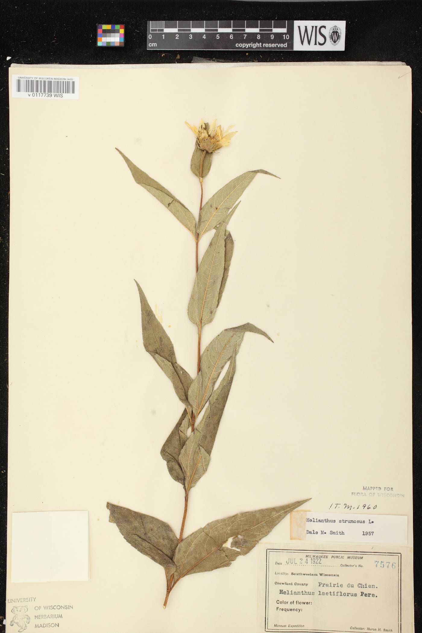 Helianthus strumosus image