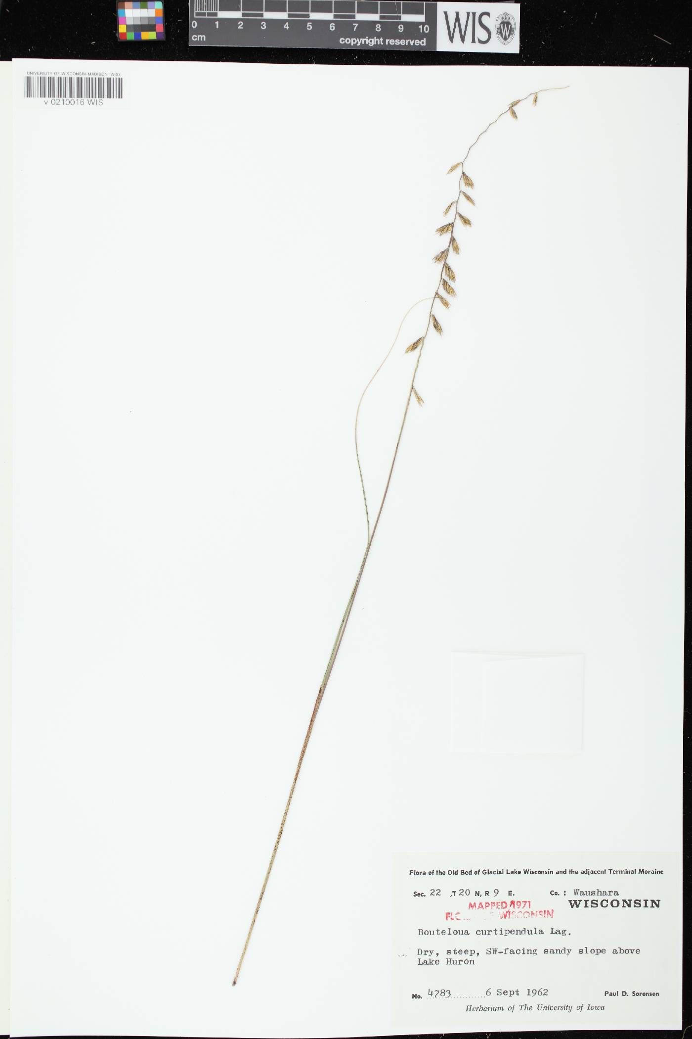 Bouteloua curtipendula image
