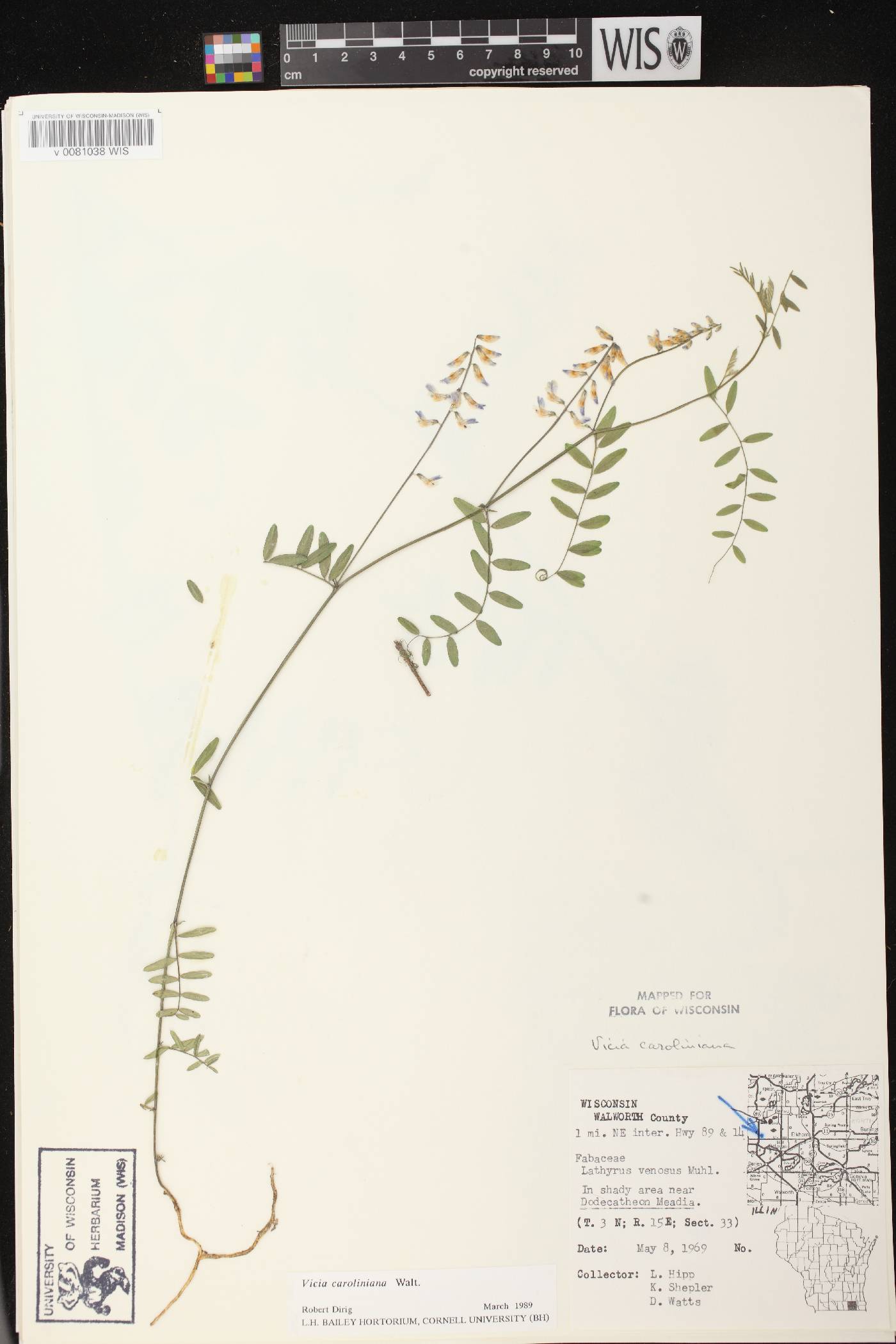 Vicia caroliniana image