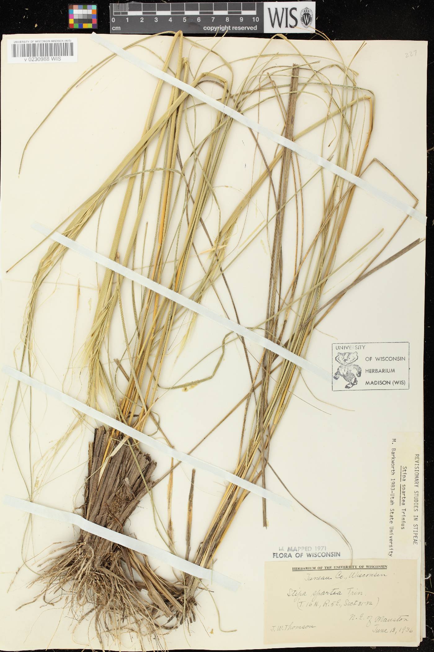 Hesperostipa spartea image