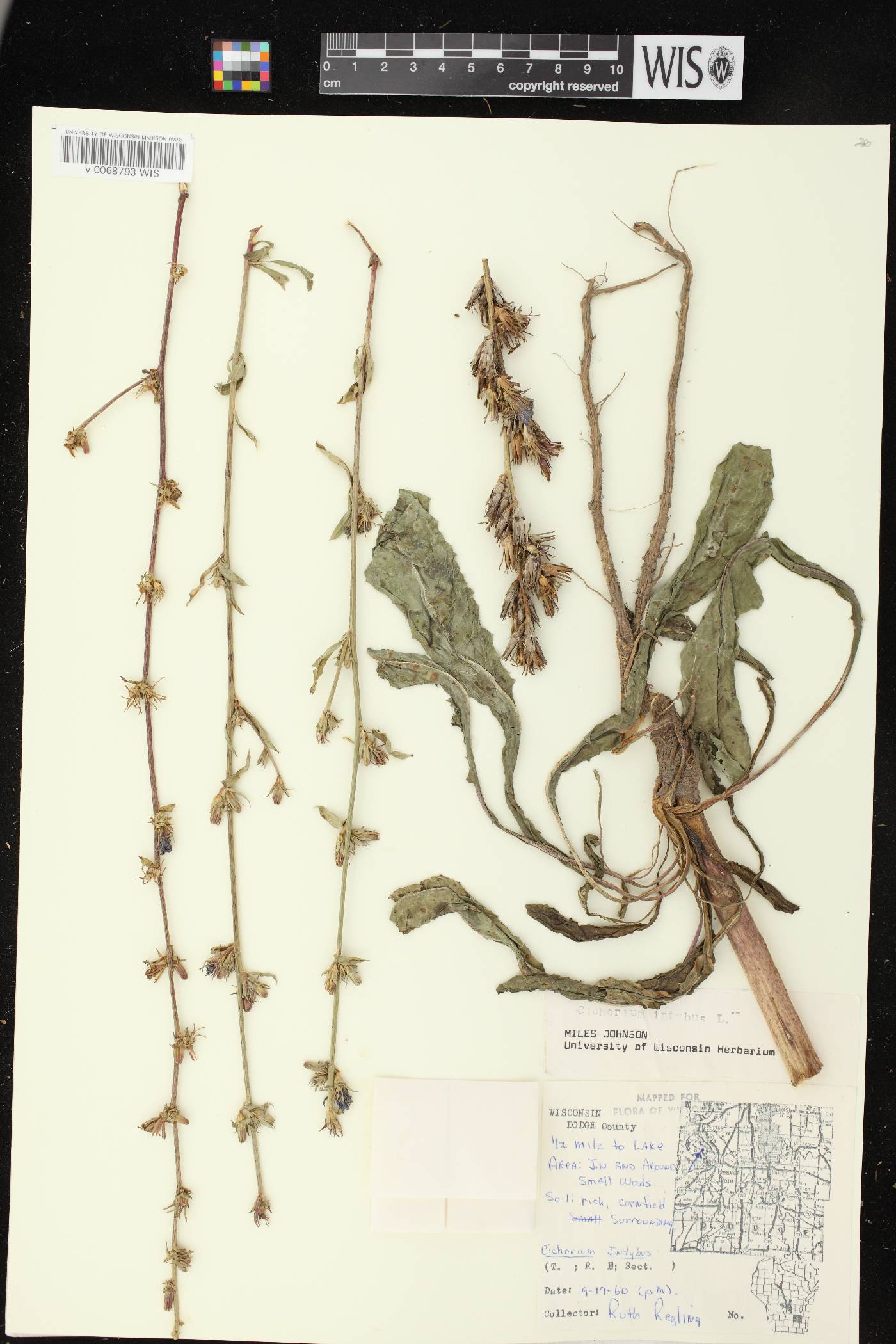 Cichorium intybus image