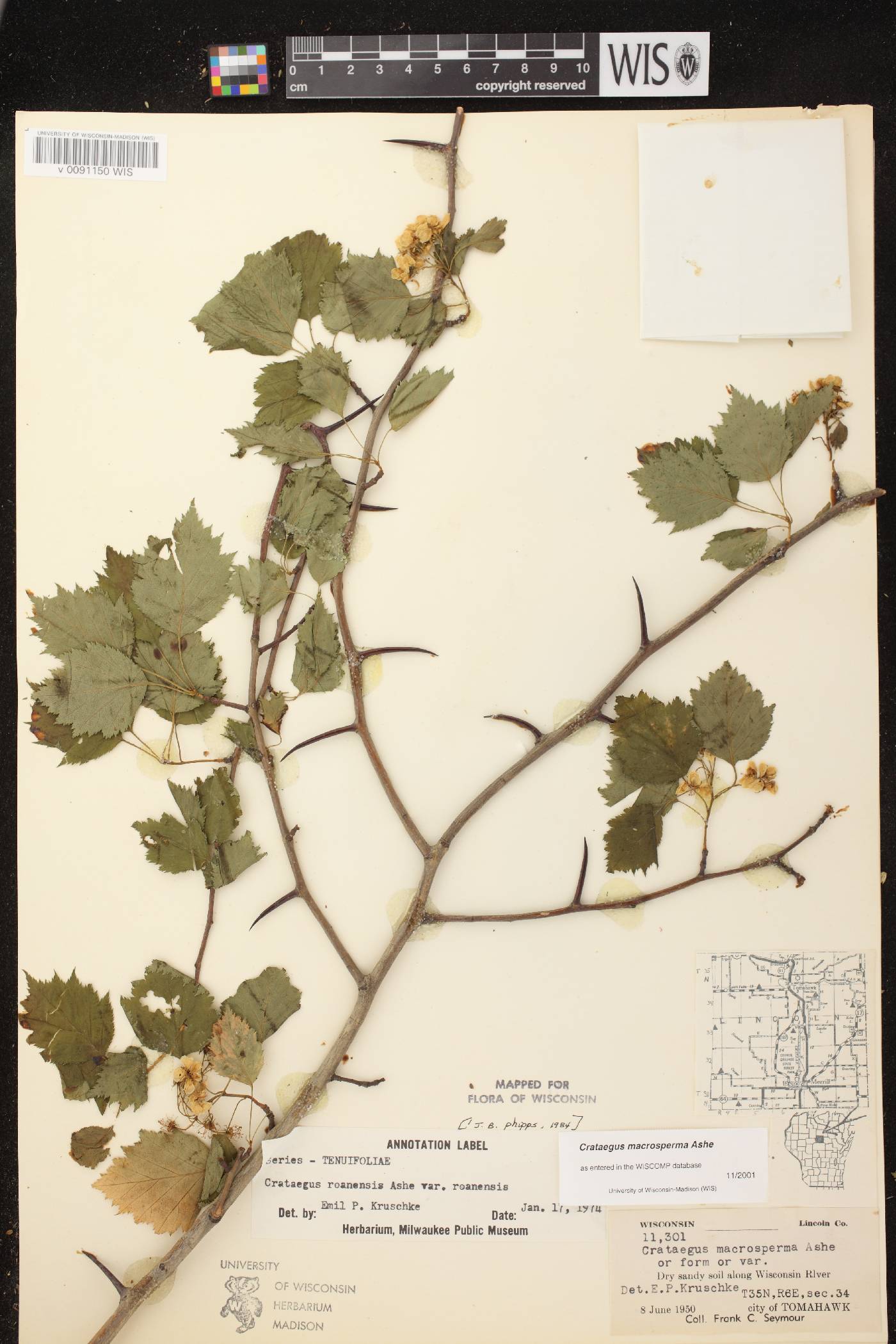 Crataegus macrosperma image