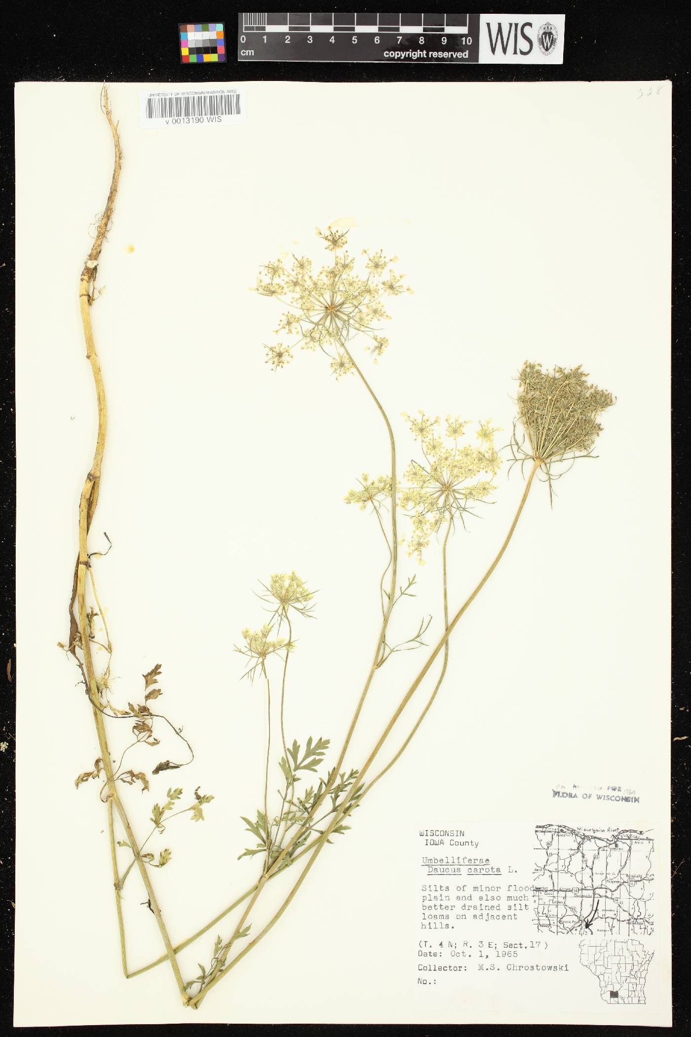 Daucus carota image
