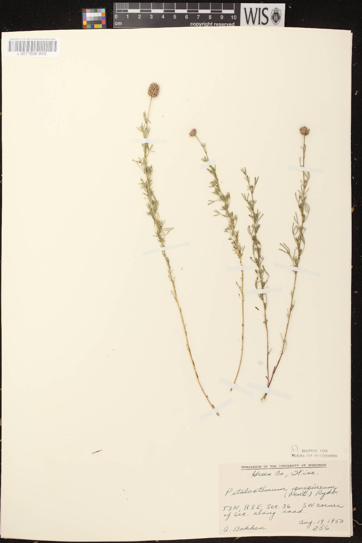 Dalea purpurea var. purpurea image