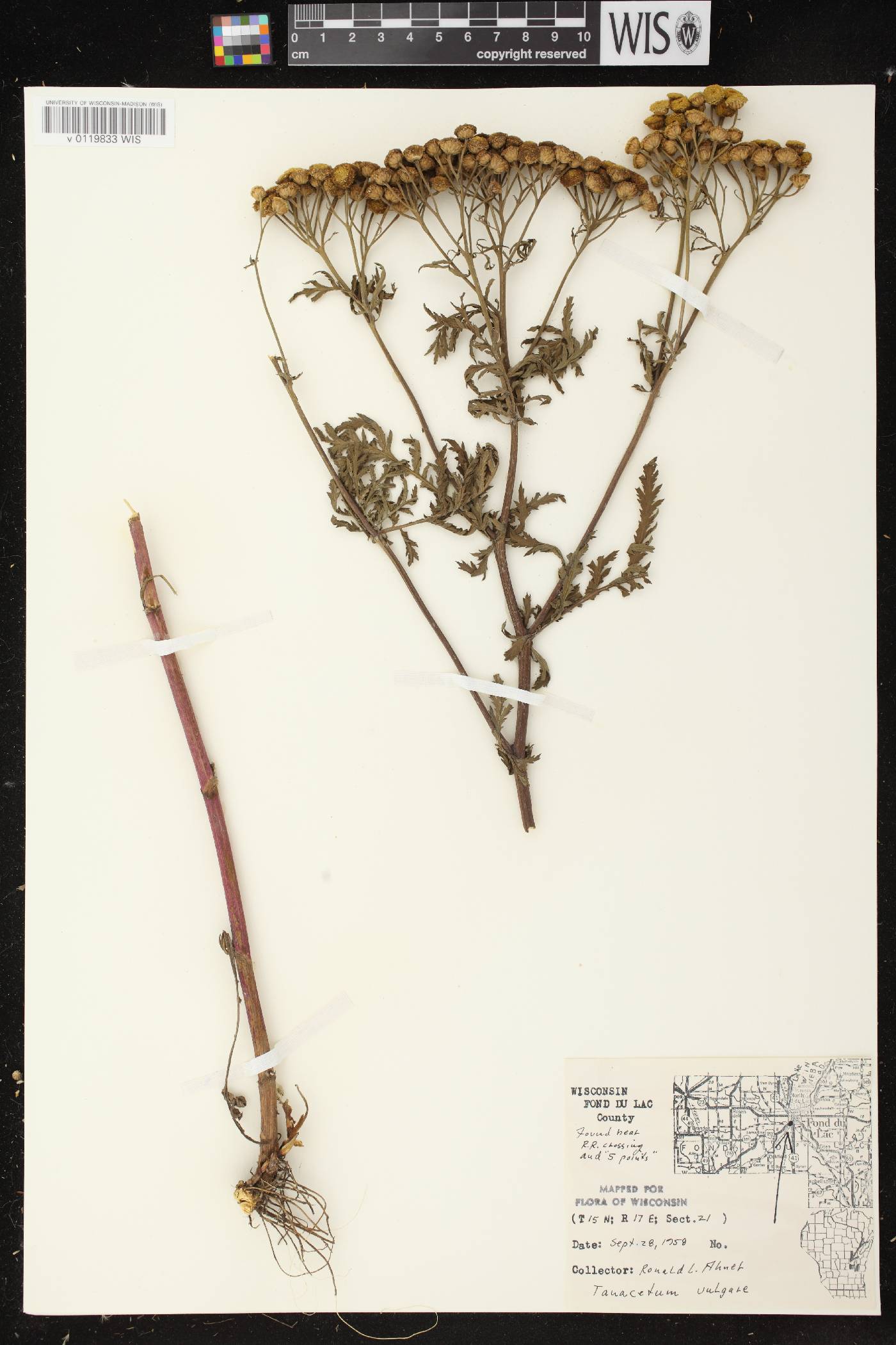 Tanacetum vulgare image