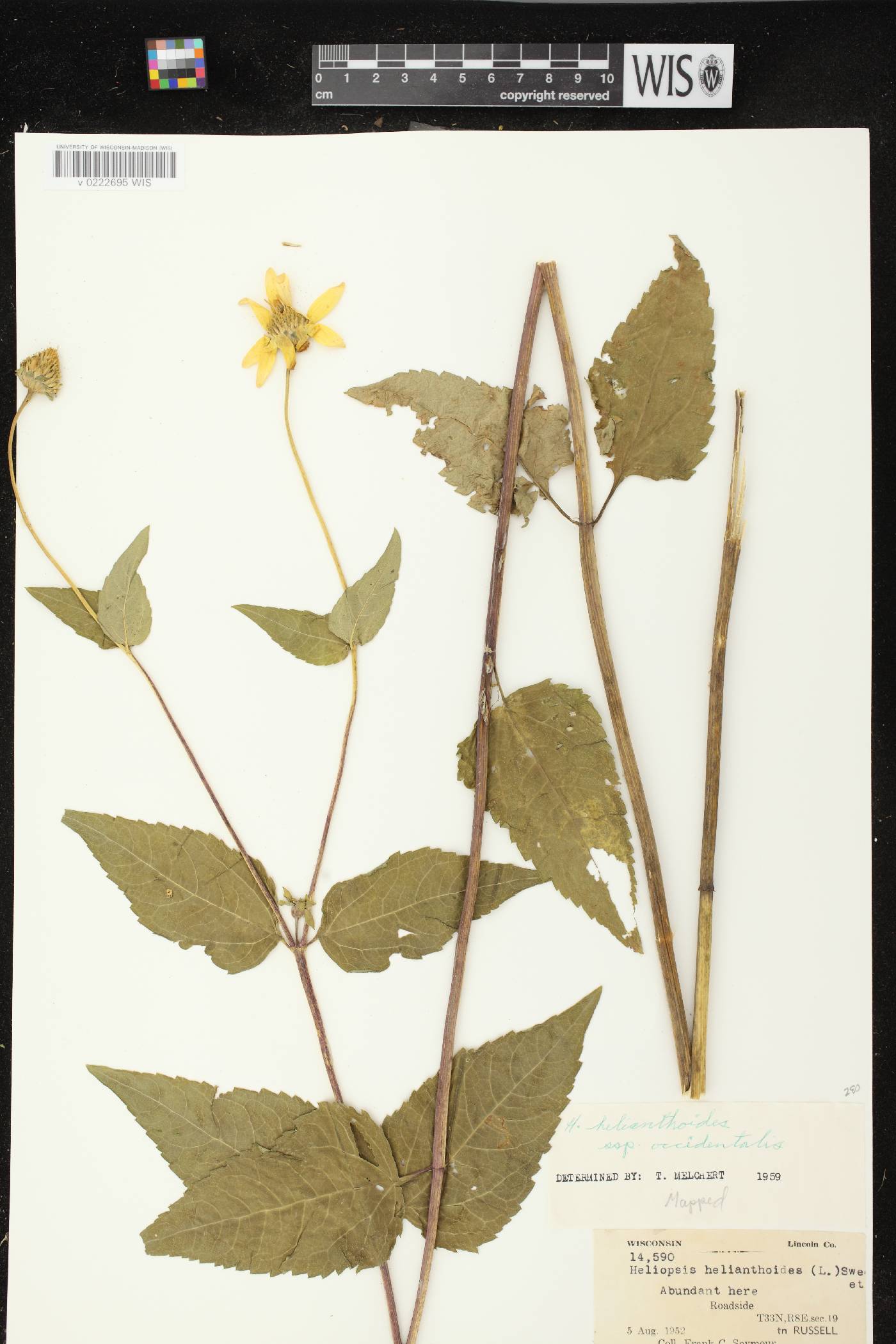Heliopsis helianthoides var. scabra image