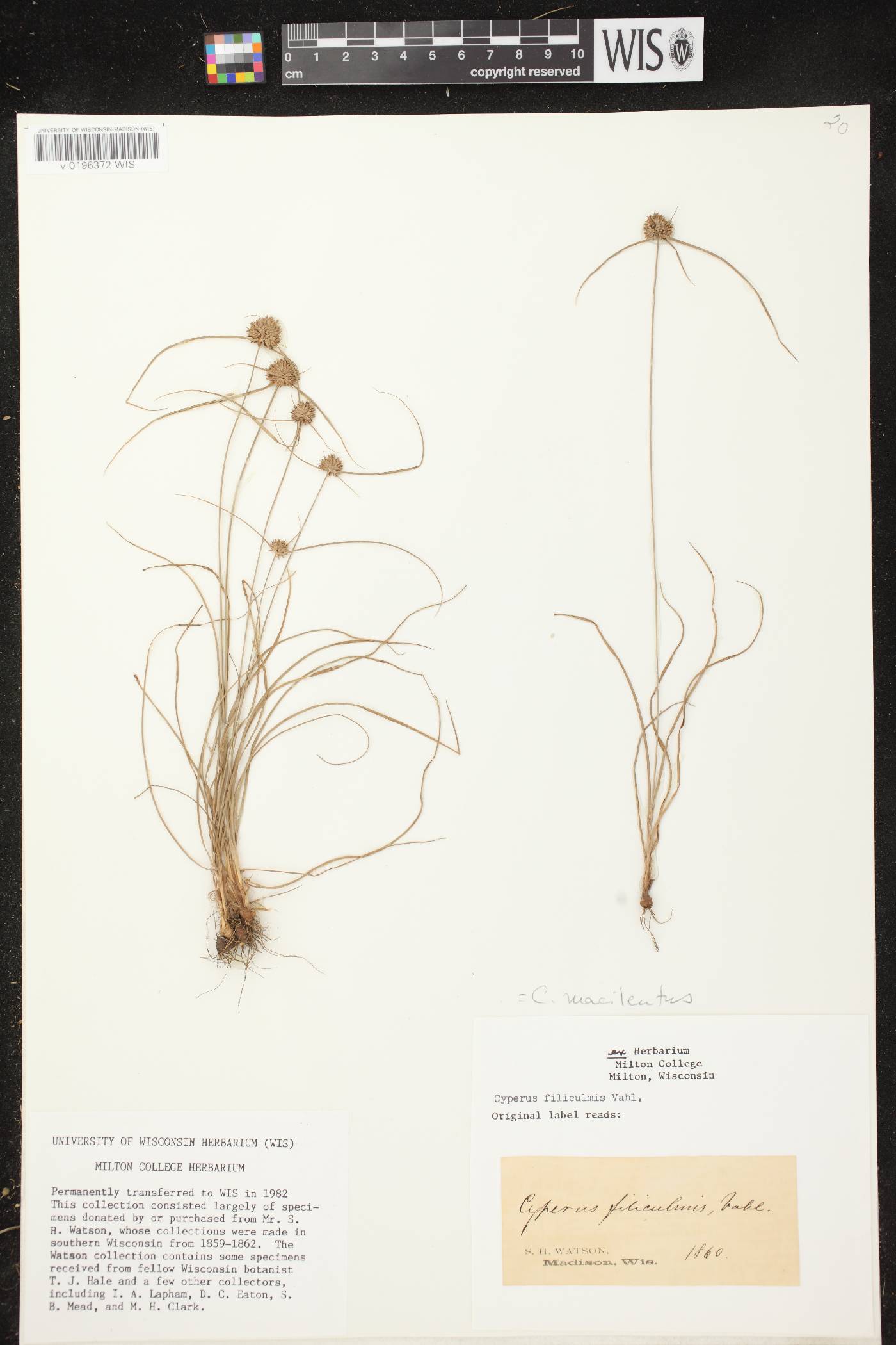 Cyperus lupulinus image
