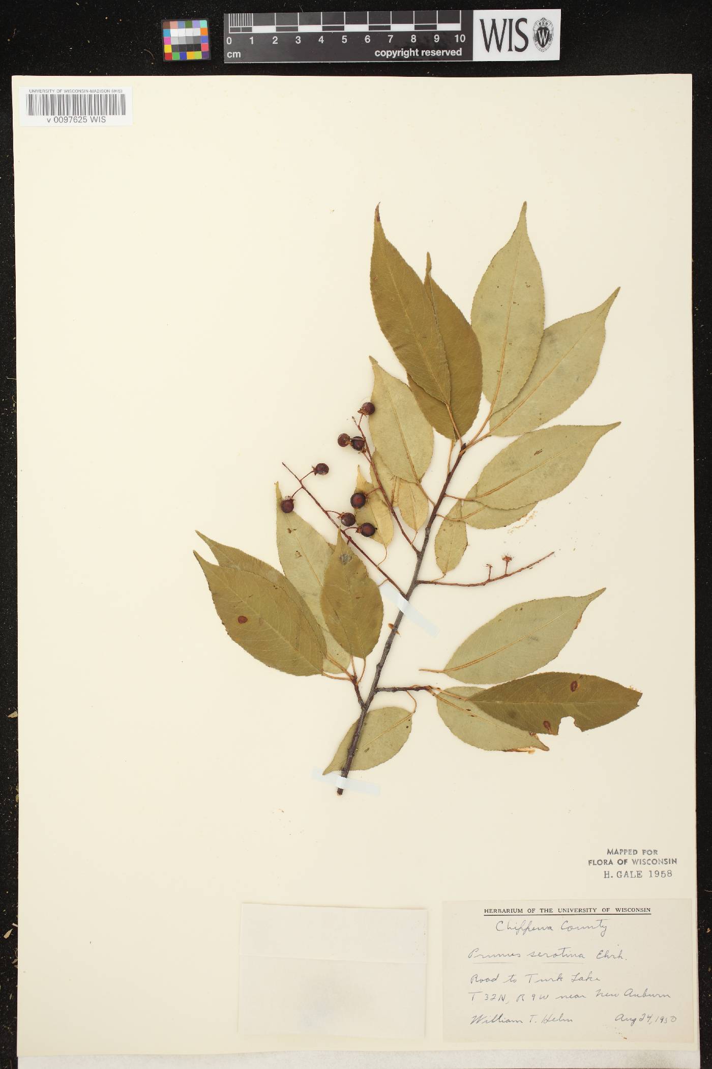 Prunus serotina var. serotina image