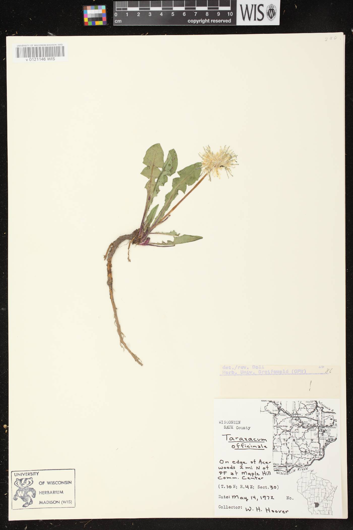 Taraxacum officinale image