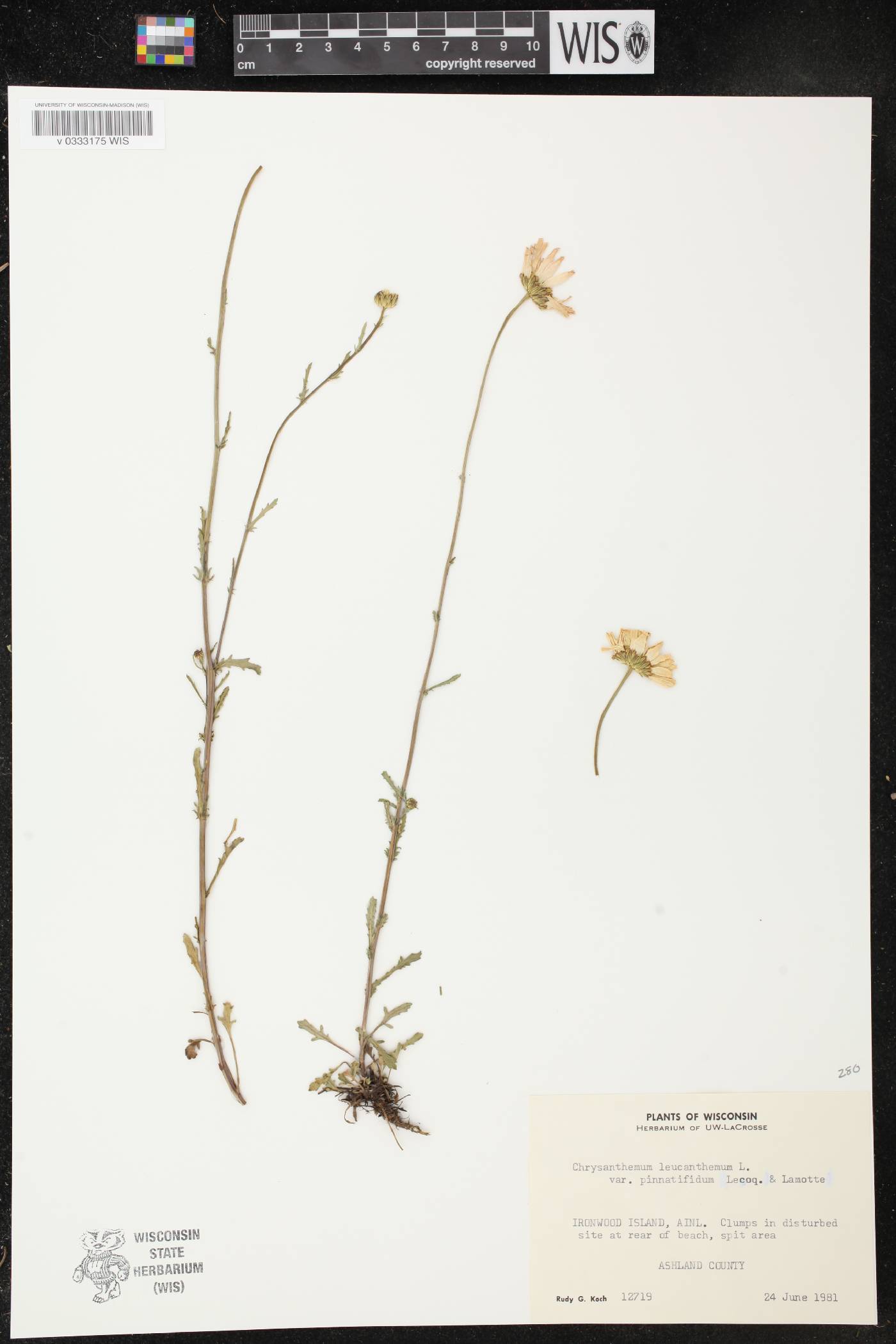 Leucanthemum vulgare image