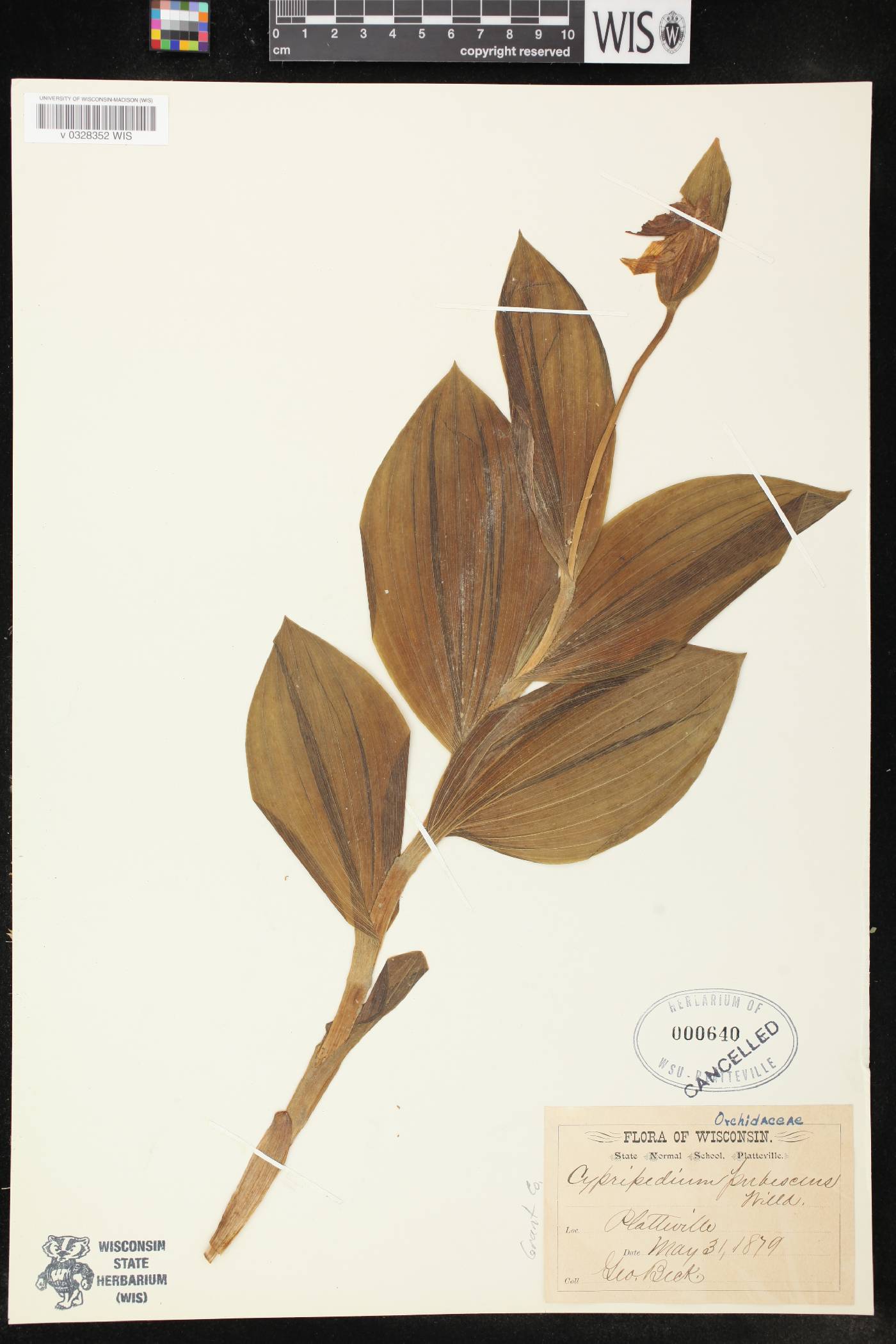 Cypripedium parviflorum image
