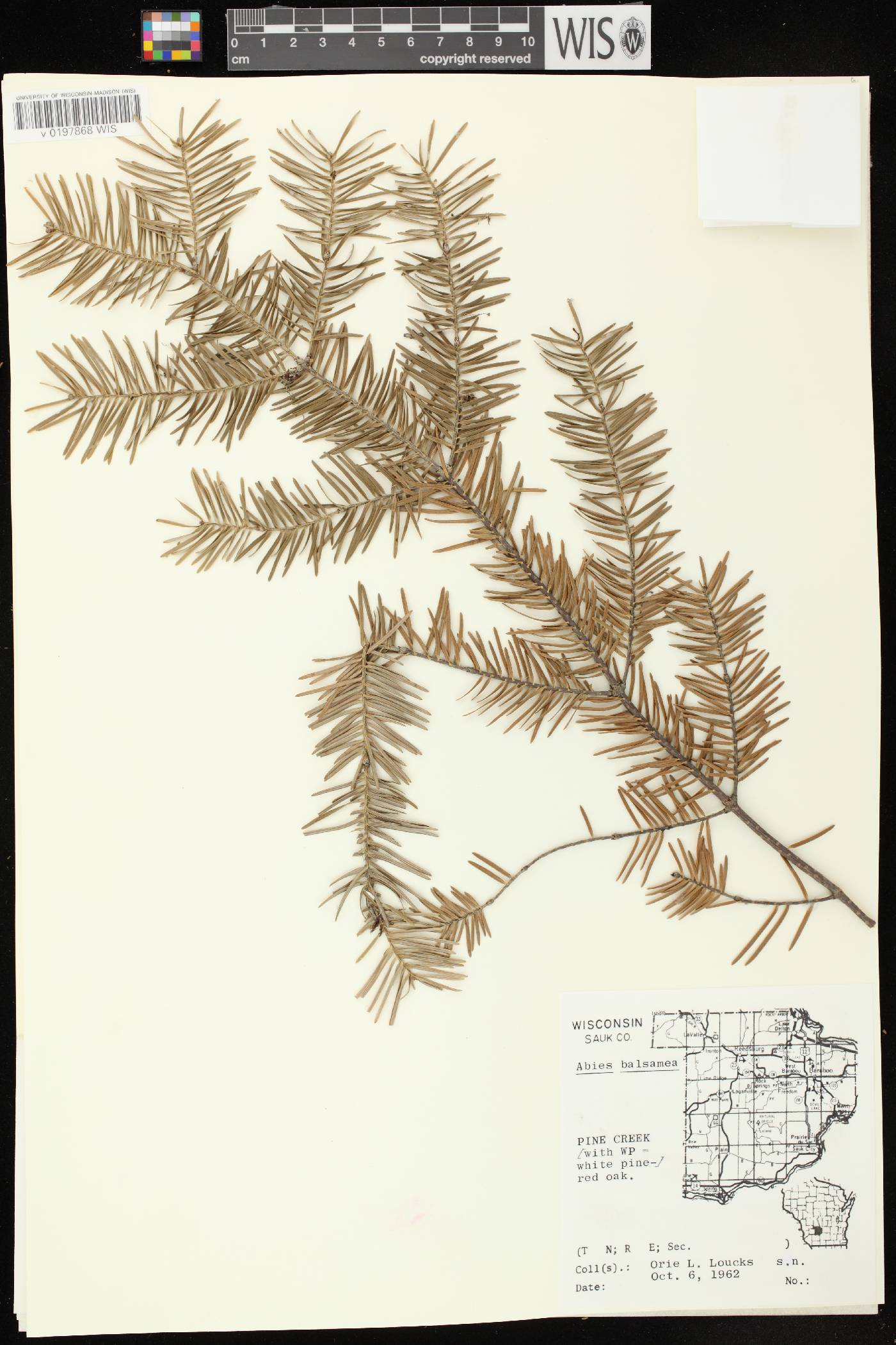 Abies balsamea image