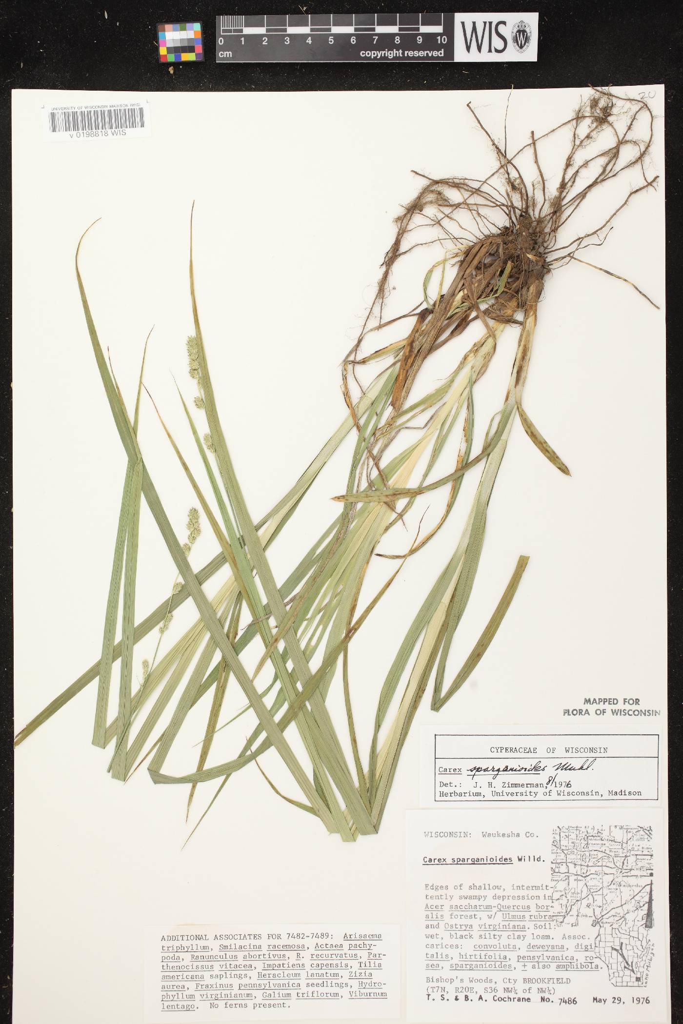 Carex sparganioides image