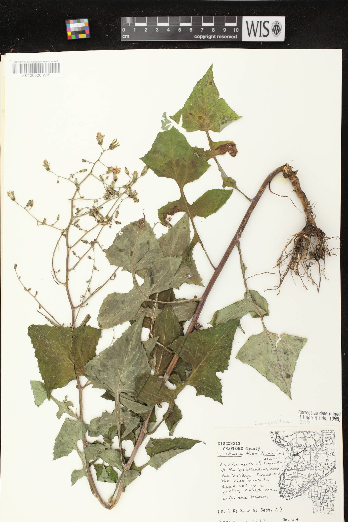 Lactuca floridana image