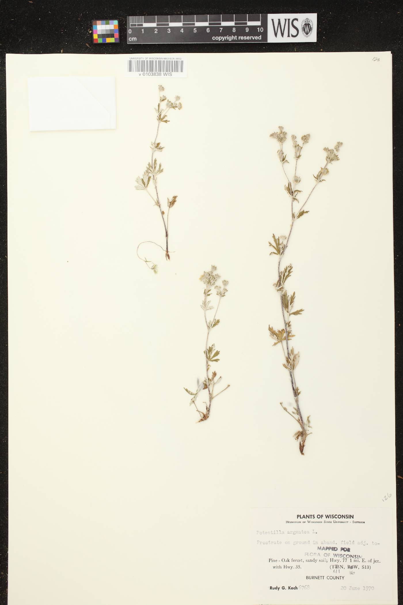 Potentilla argentea image