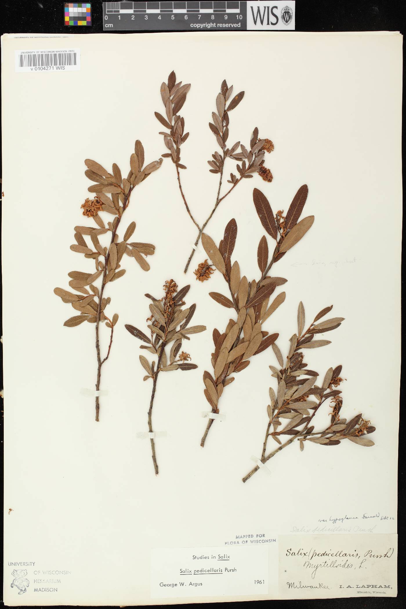 Salix pedicellaris image