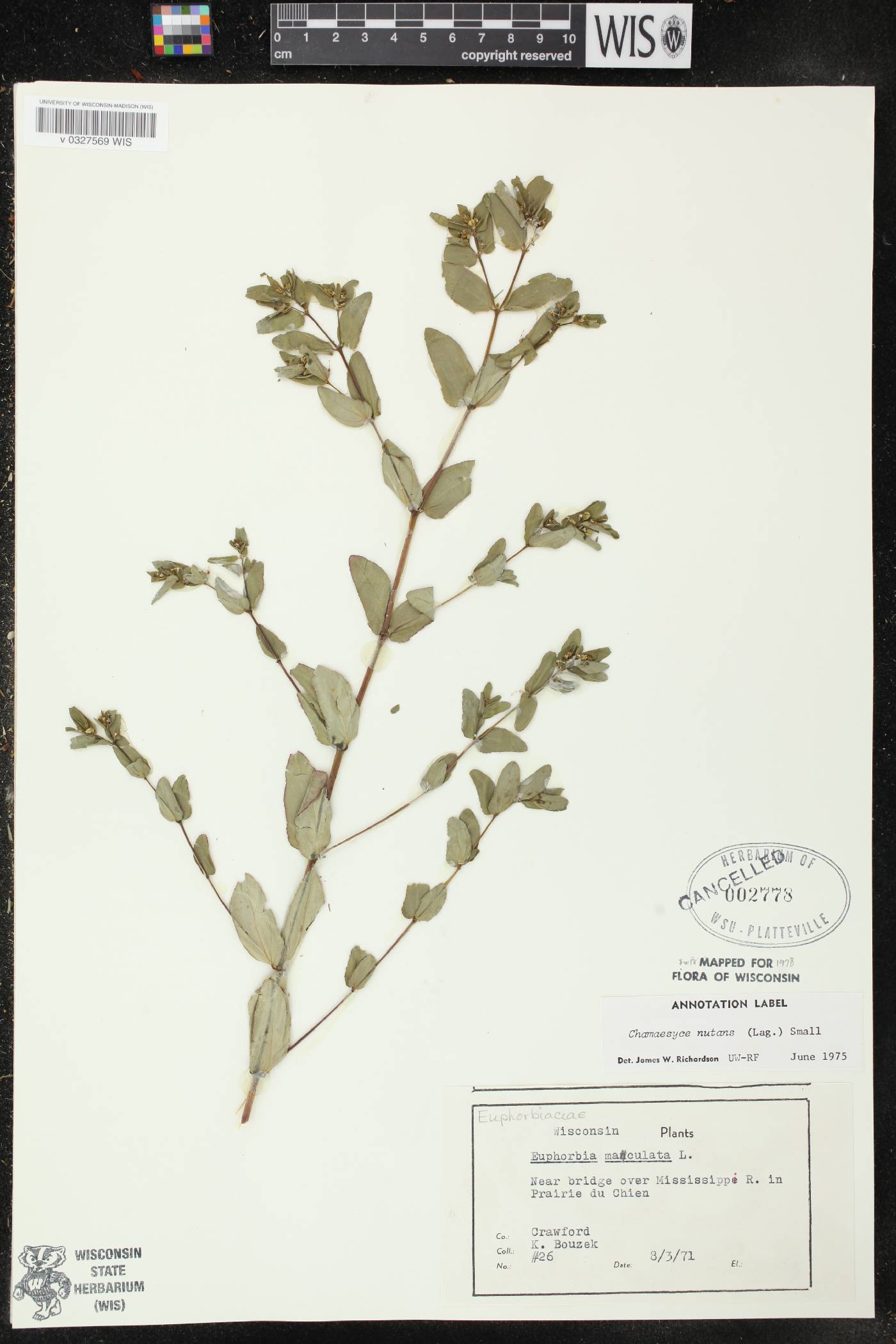 Euphorbia nutans image