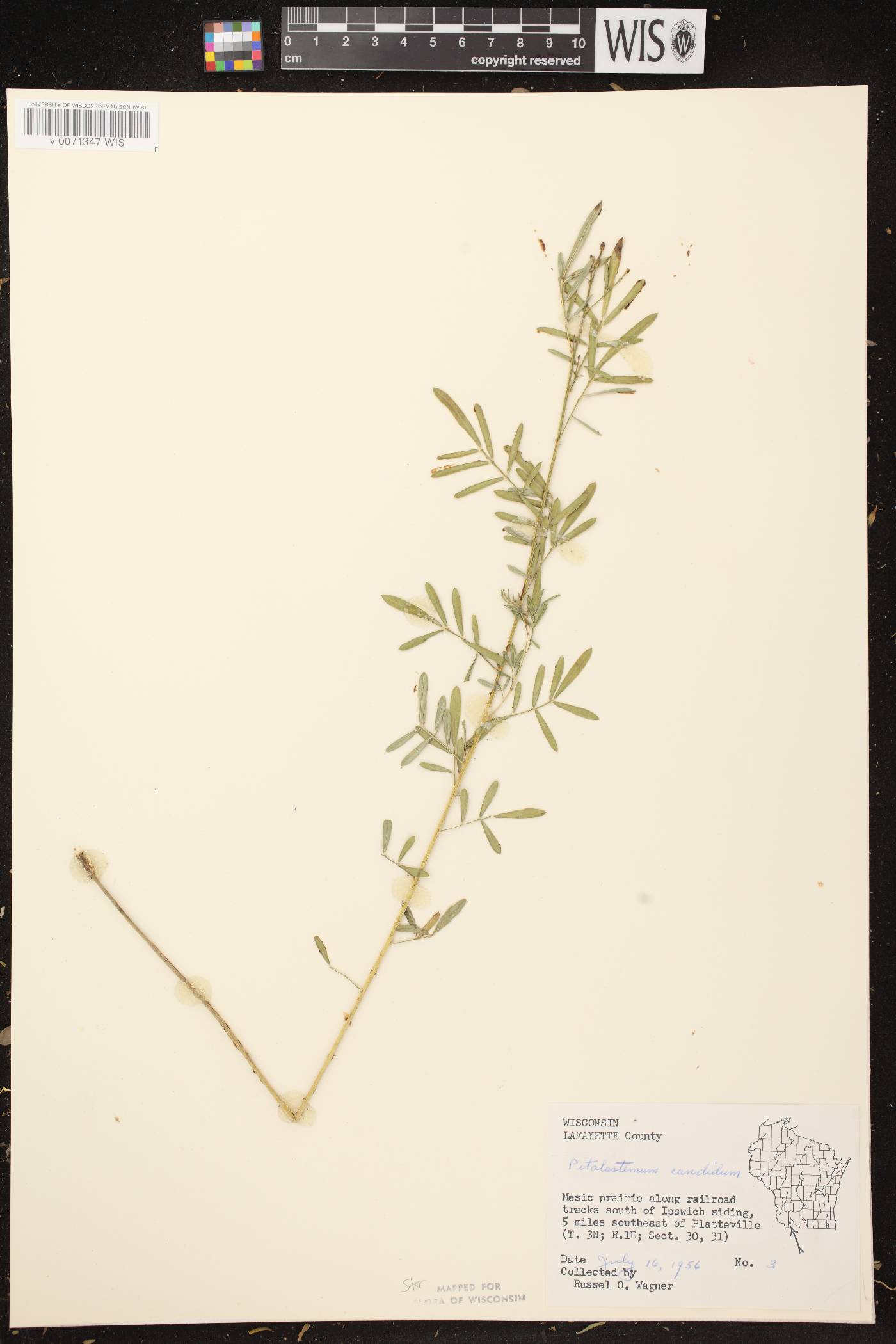 Dalea candida image