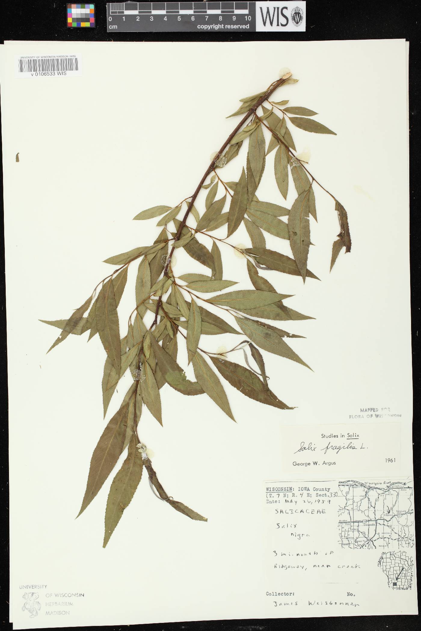 Salix x fragilis image