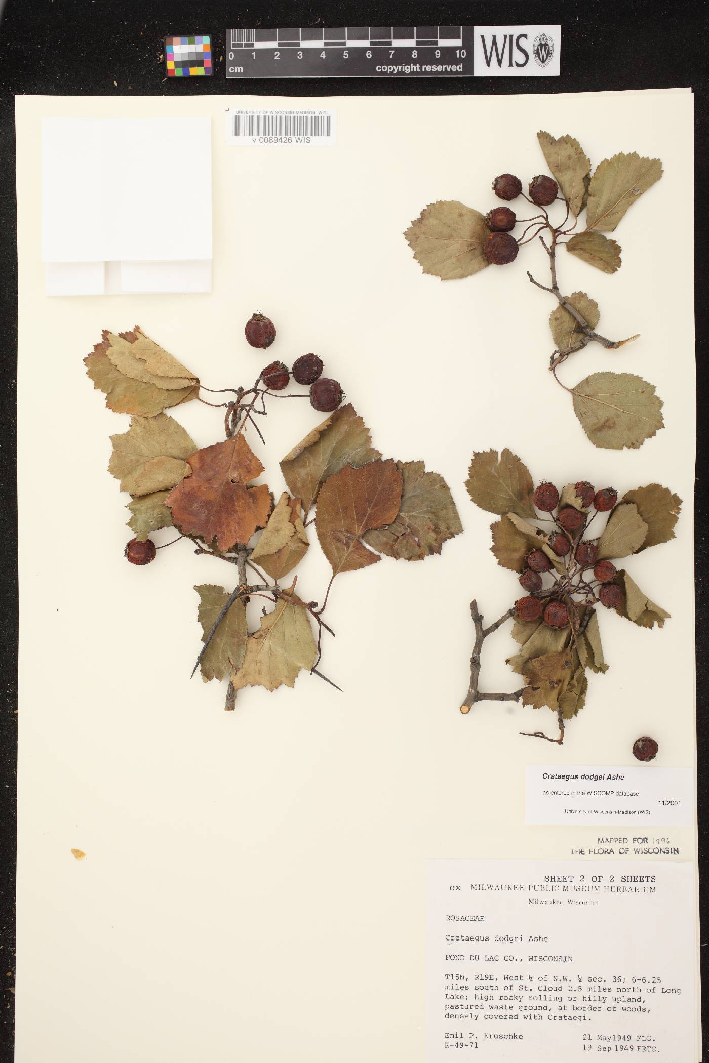 Crataegus dodgei image