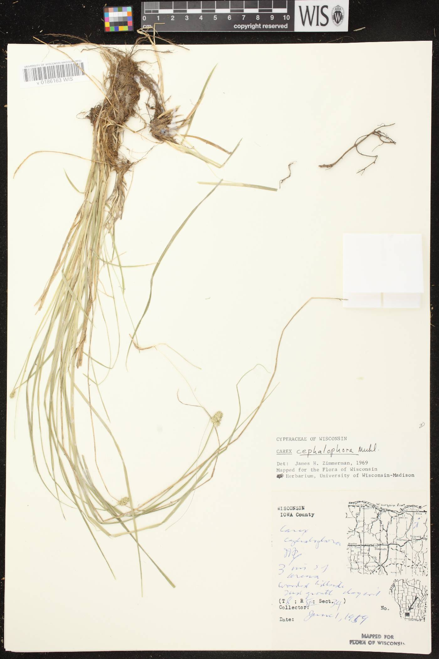 Carex cephalophora image