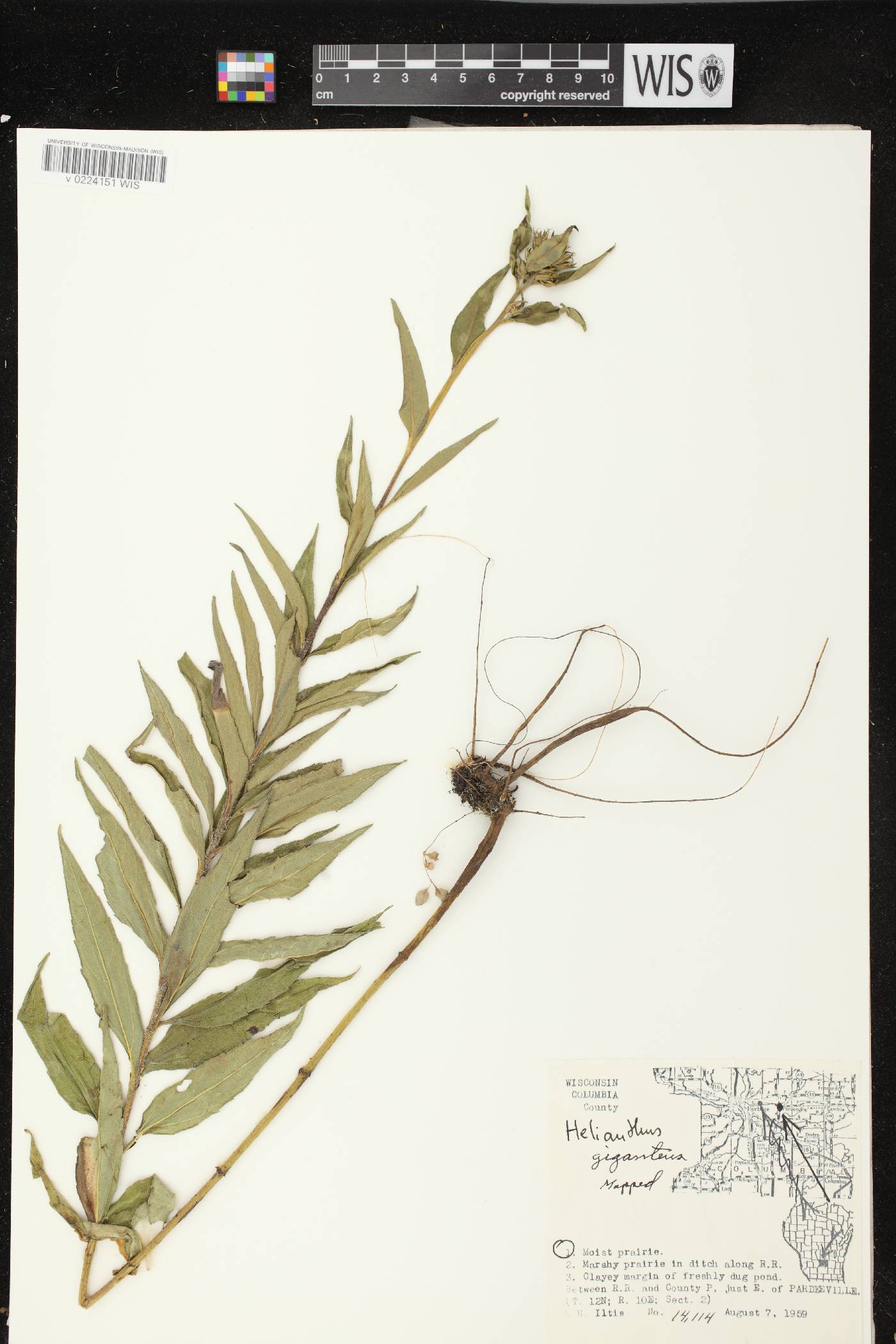 Helianthus giganteus image