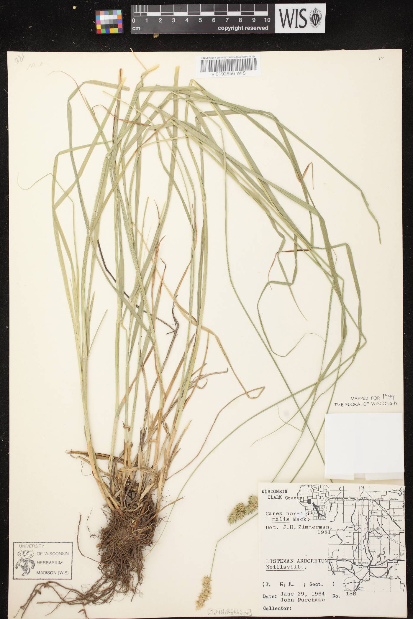 Carex normalis image