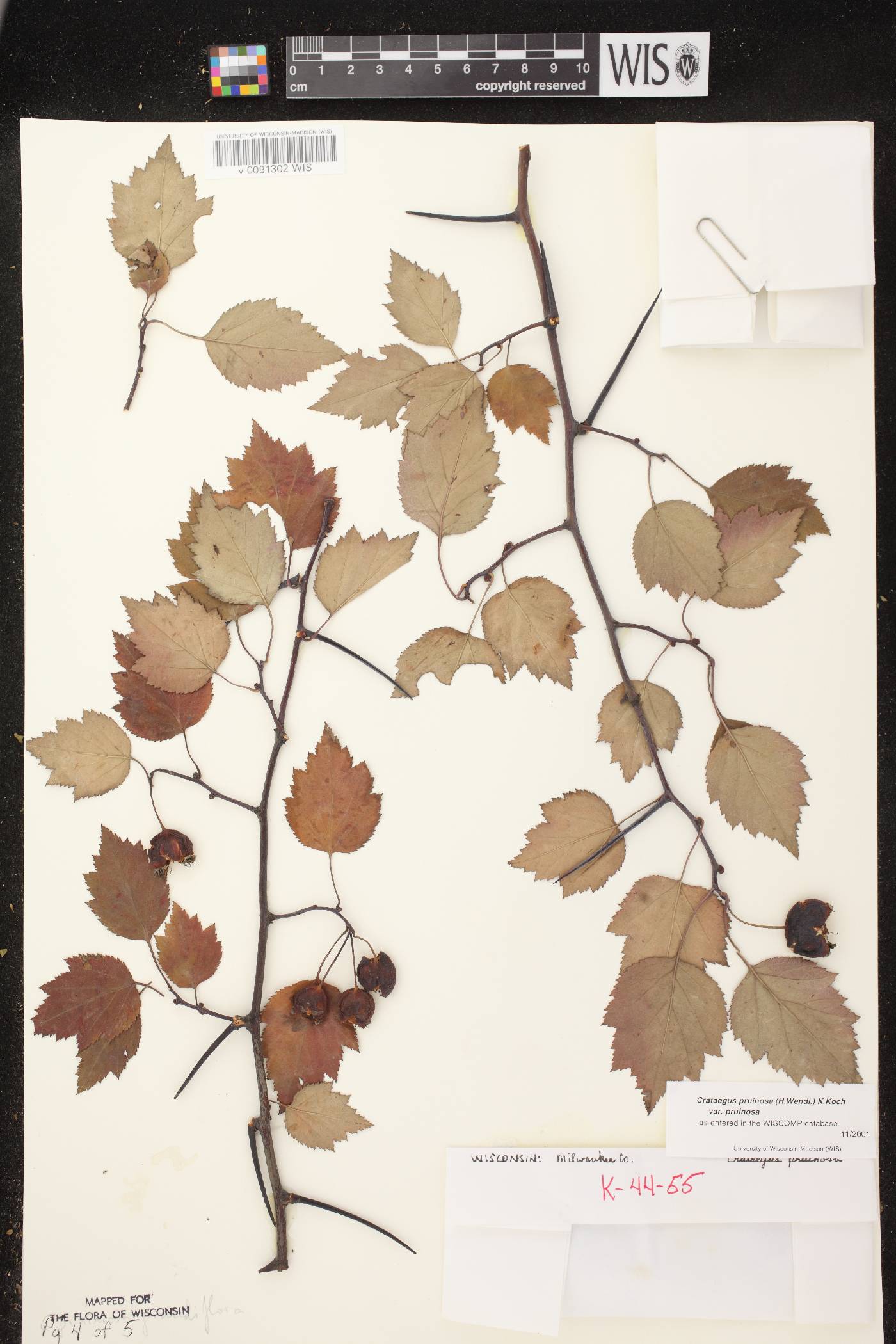 Crataegus pruinosa var. pruinosa image