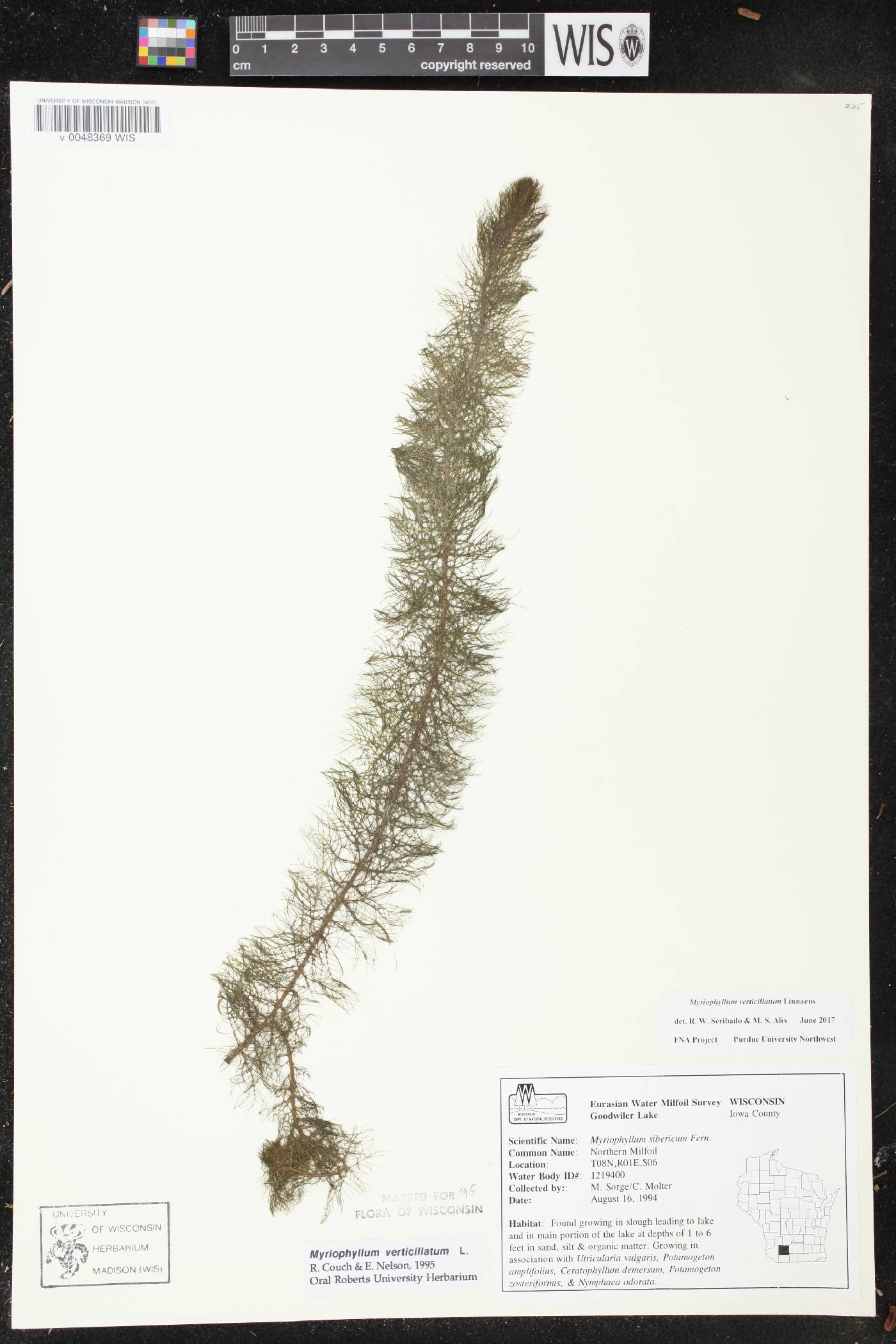 Myriophyllum verticillatum image