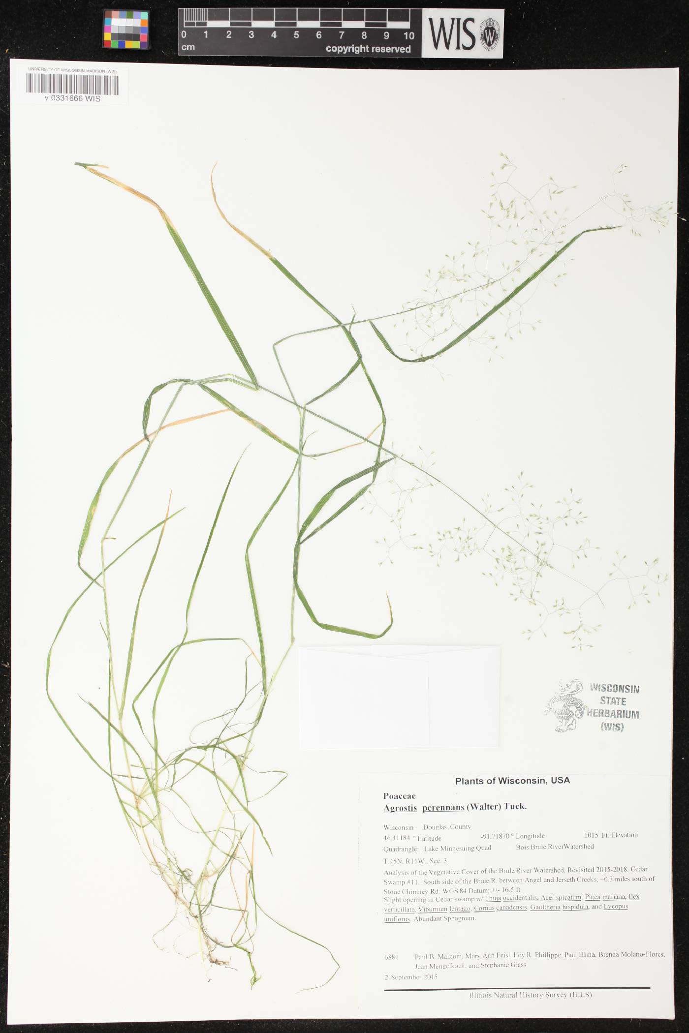 Agrostis perennans image