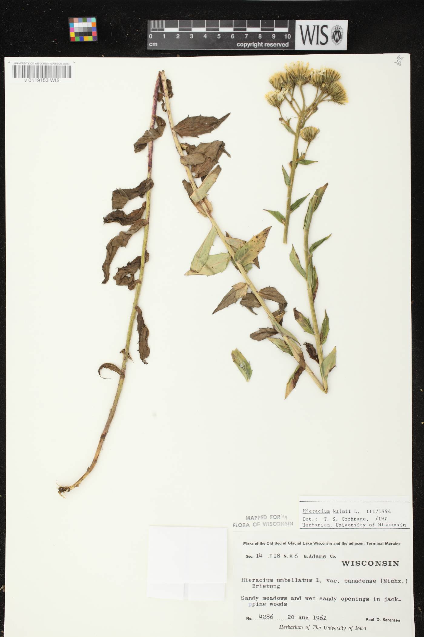 Hieracium umbellatum image