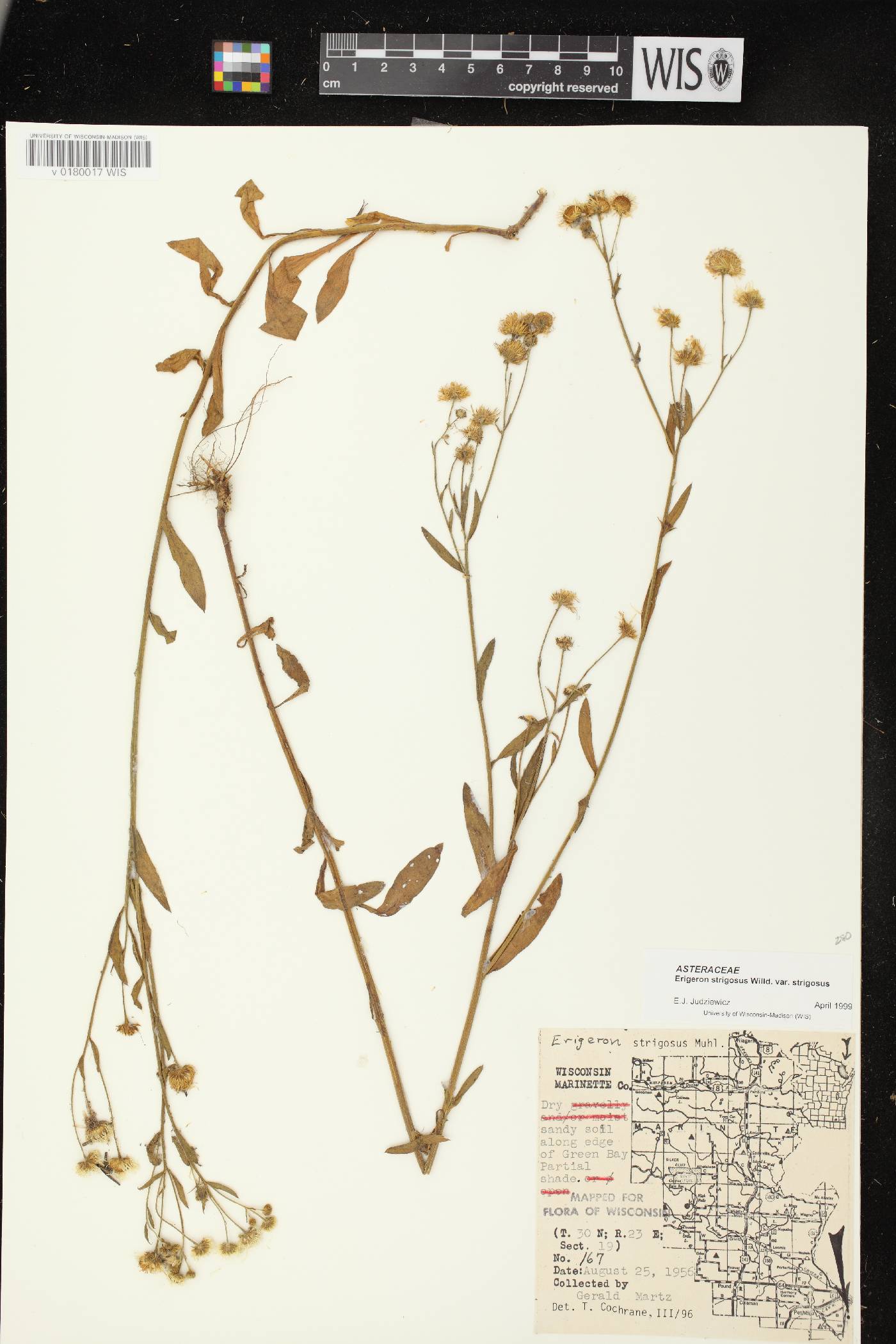 Erigeron strigosus var. strigosus image