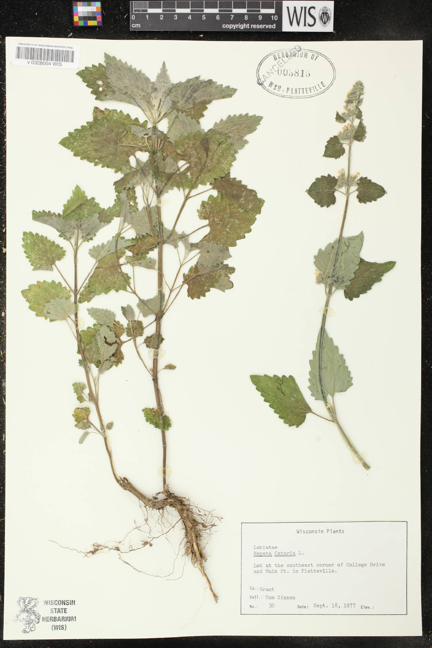 Nepeta cataria image