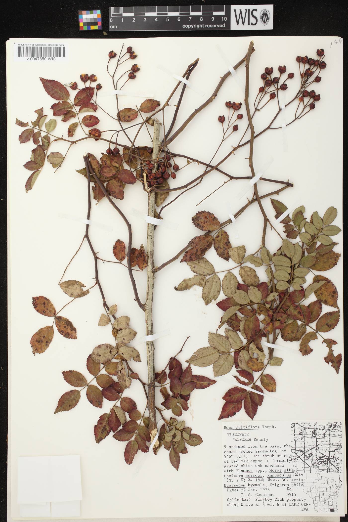 Rosa multiflora image