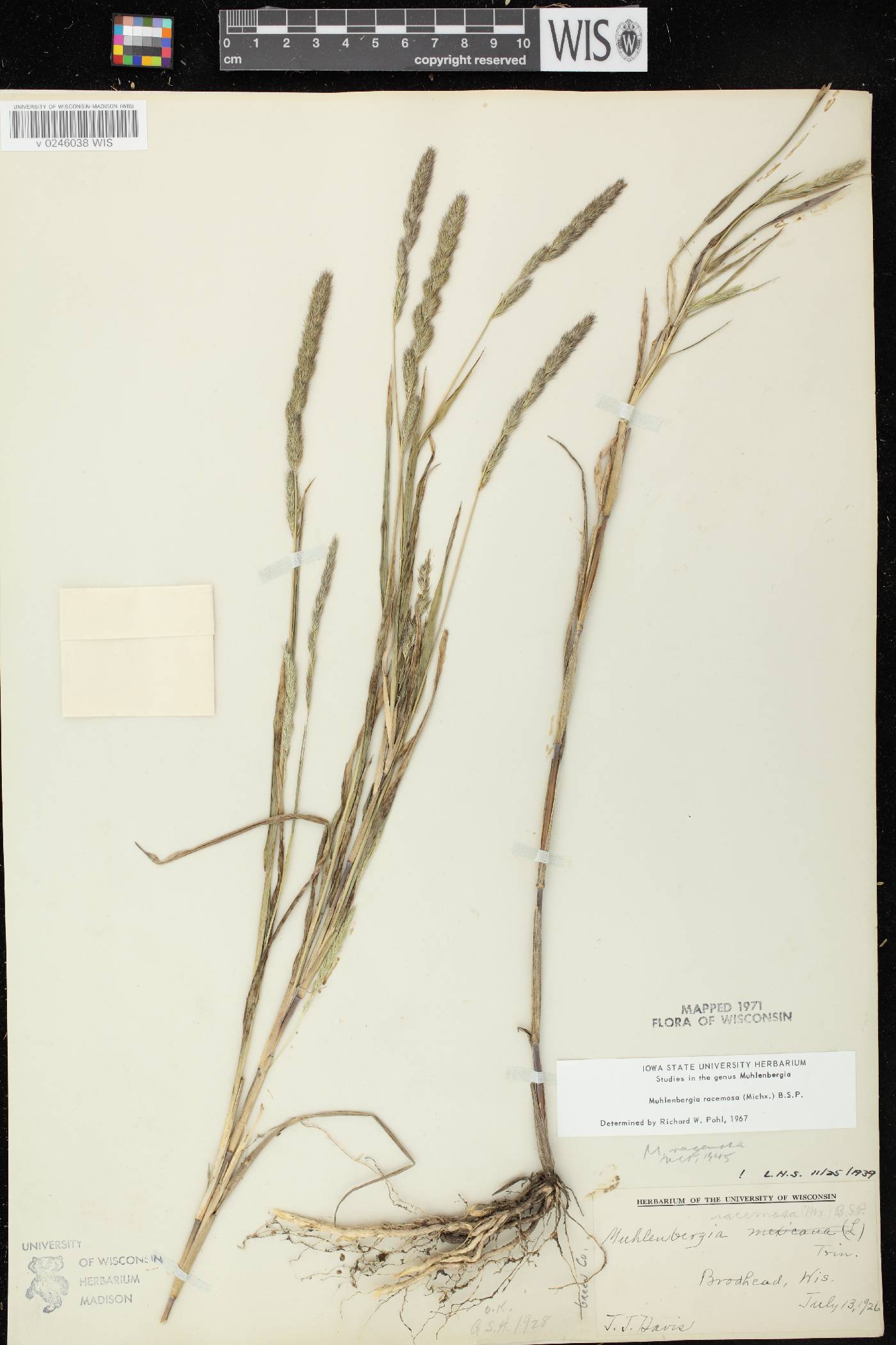 Muhlenbergia racemosa image