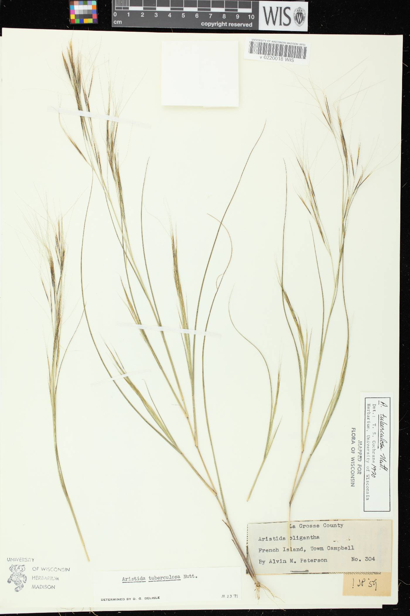 Aristida tuberculosa image