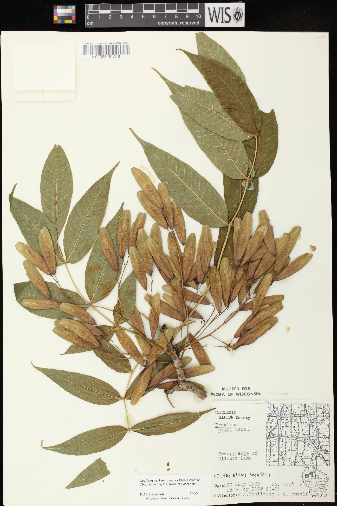 Fraxinus nigra image