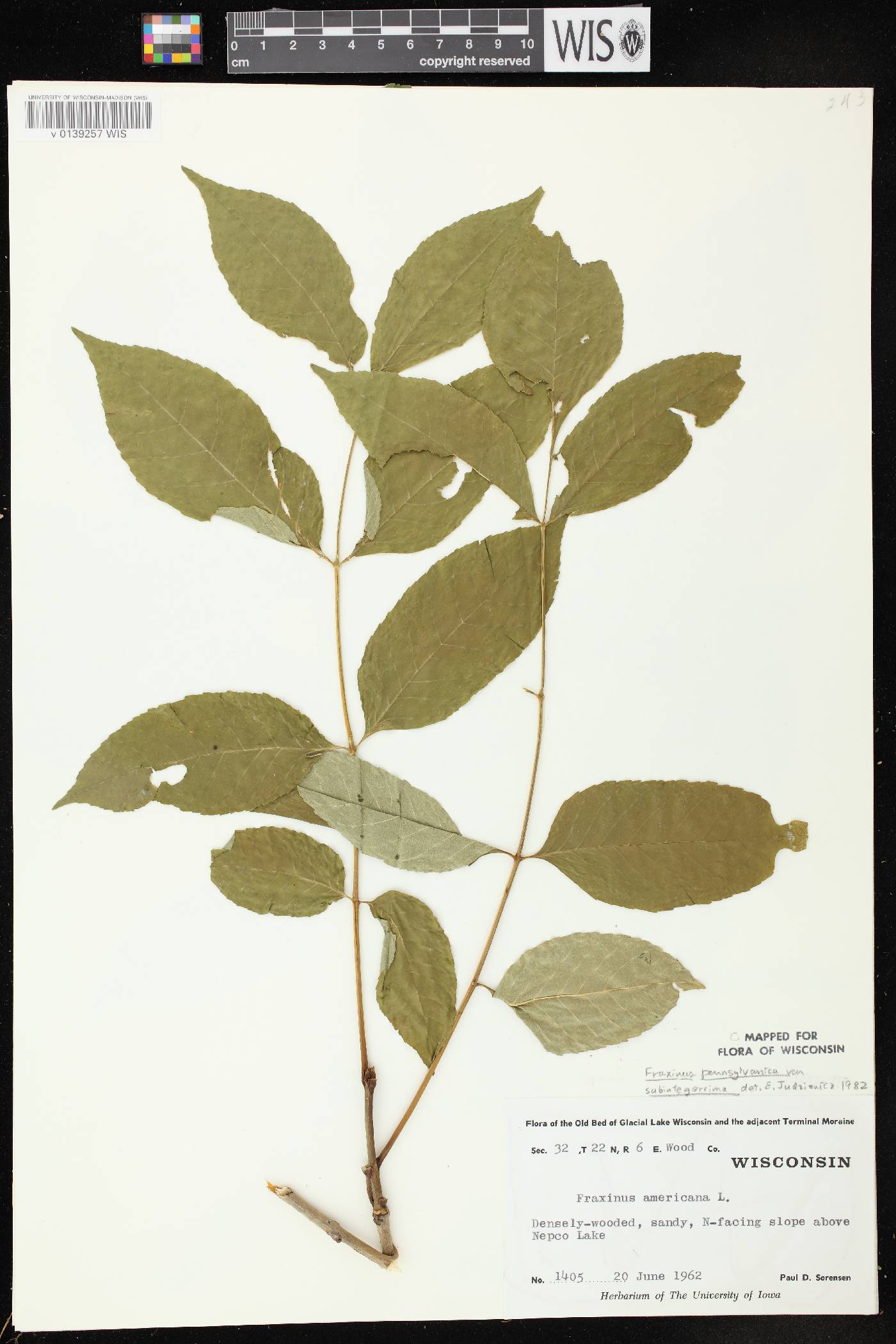 Fraxinus pennsylvanica image