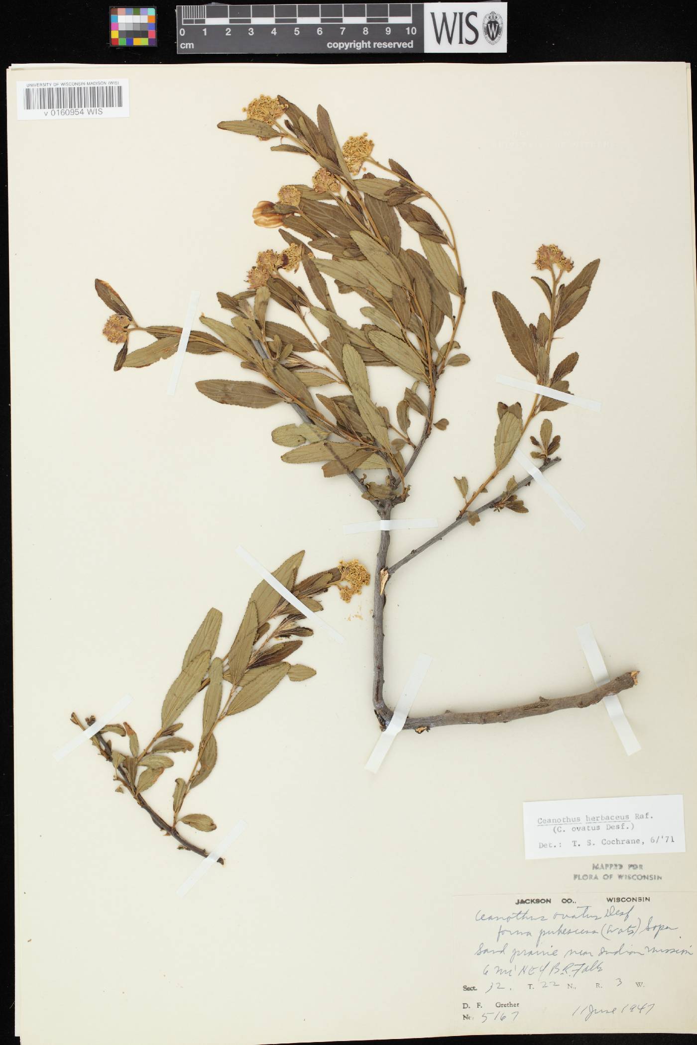 Ceanothus herbaceus image