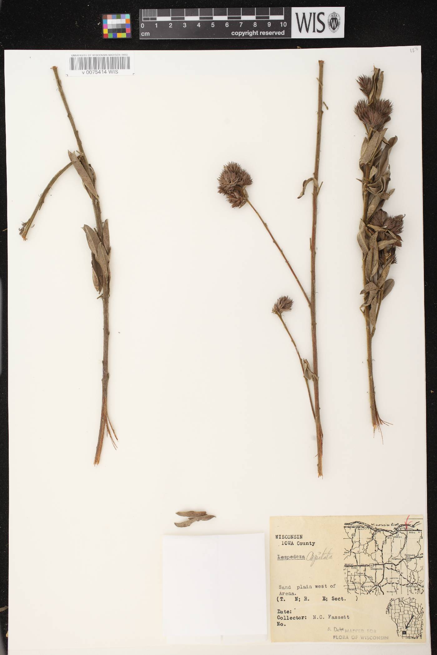 Lespedeza capitata image