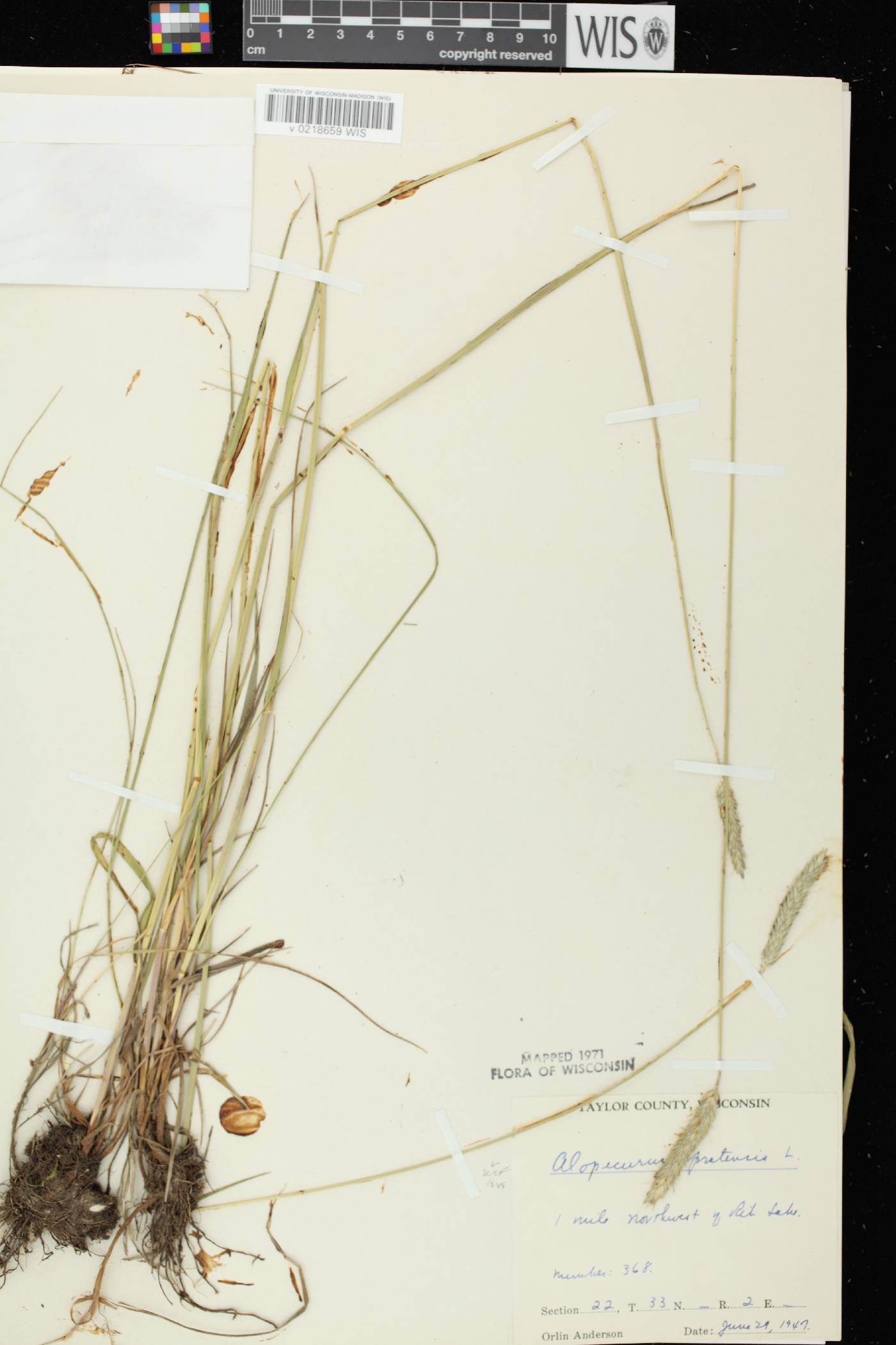 Alopecurus pratensis image