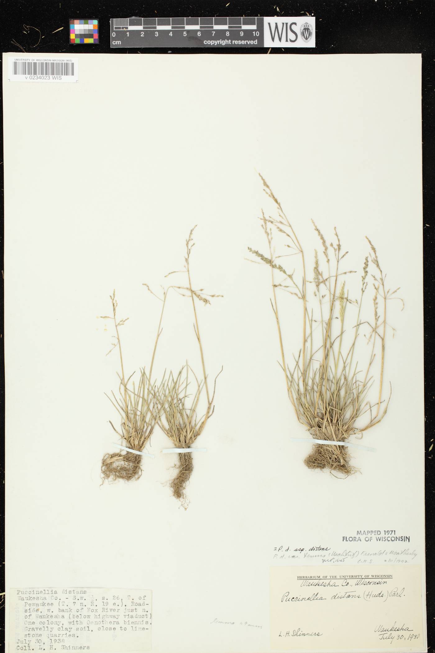 Puccinellia distans subsp. distans image