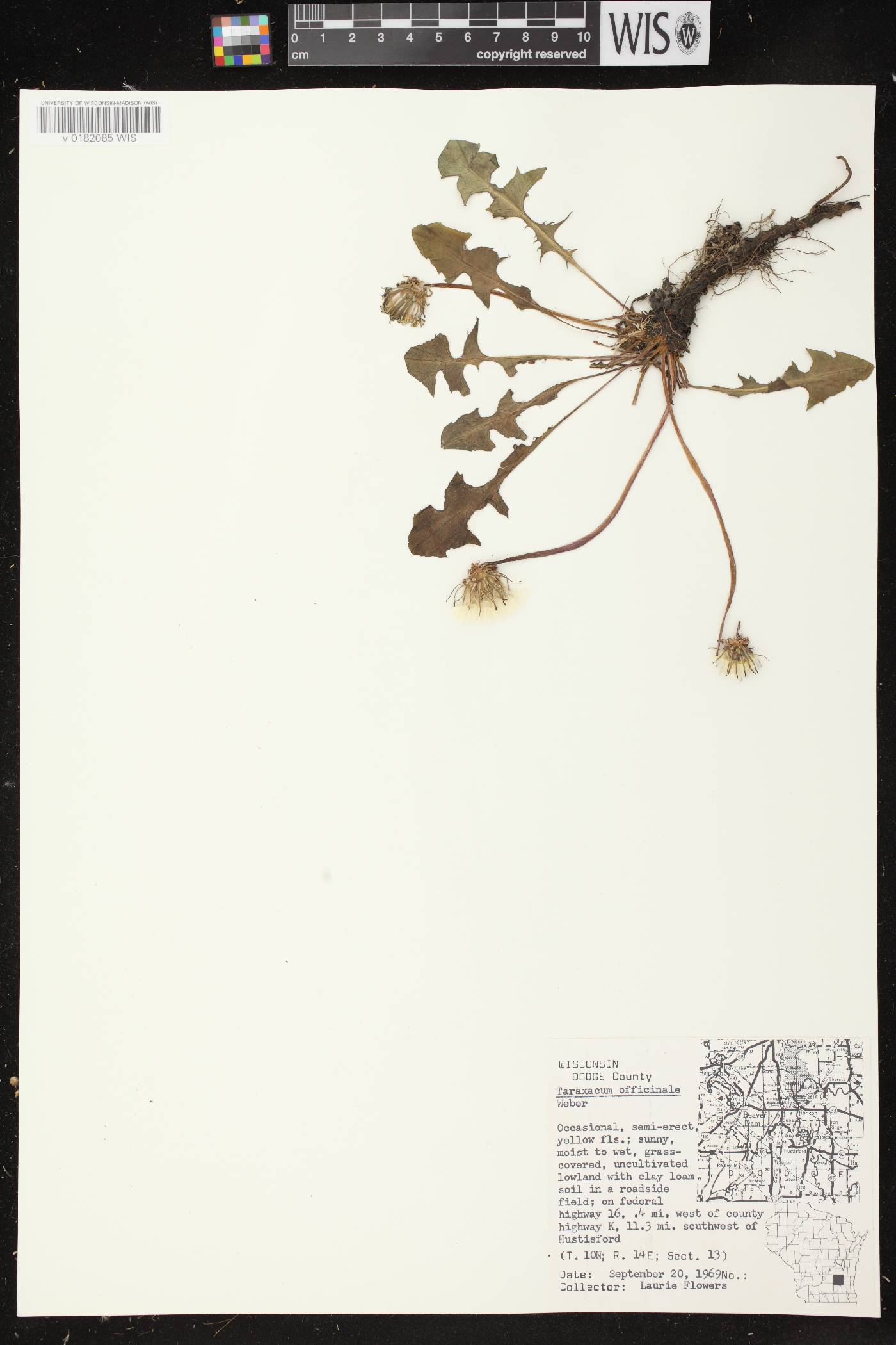 Taraxacum officinale image