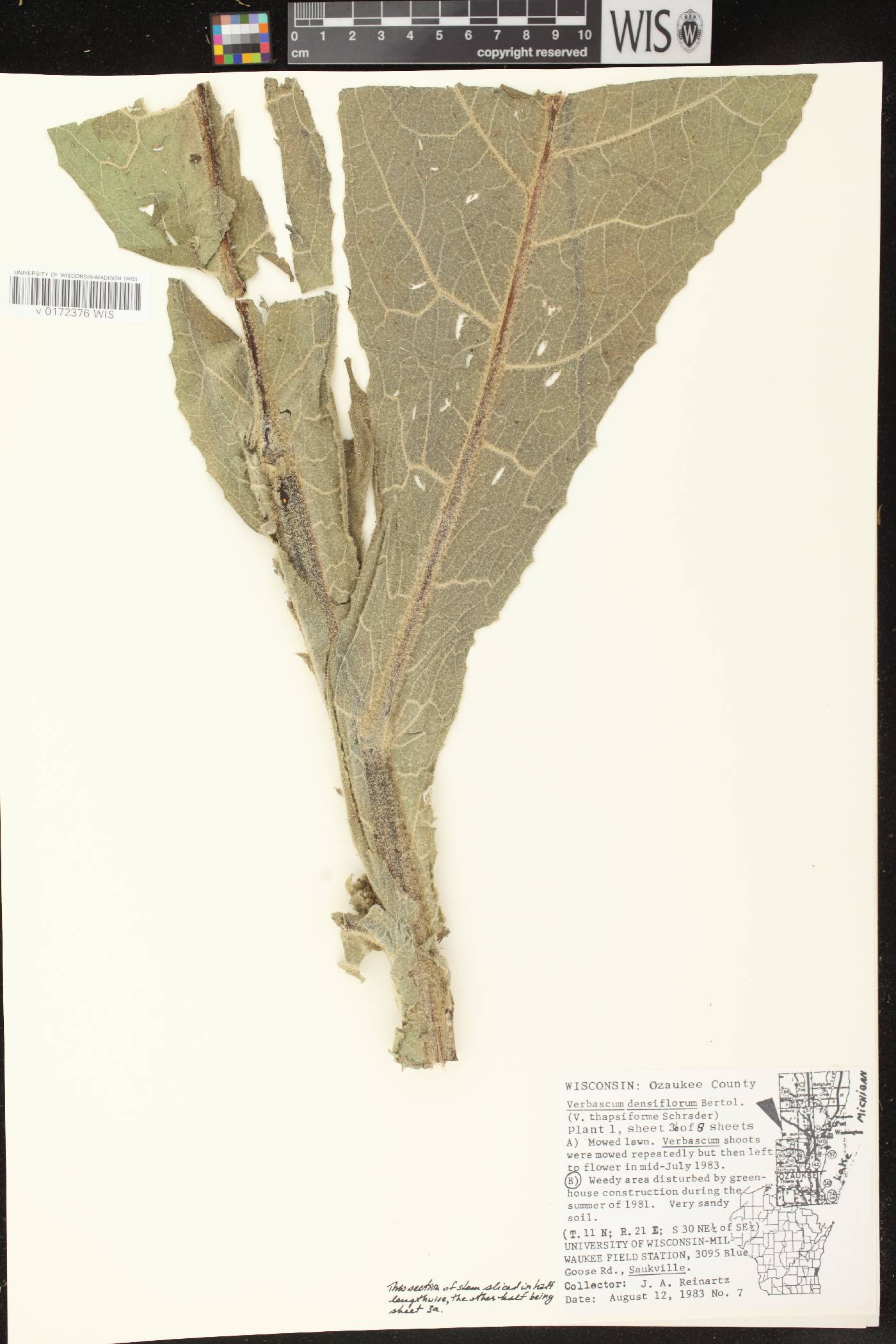 Verbascum densiflorum image
