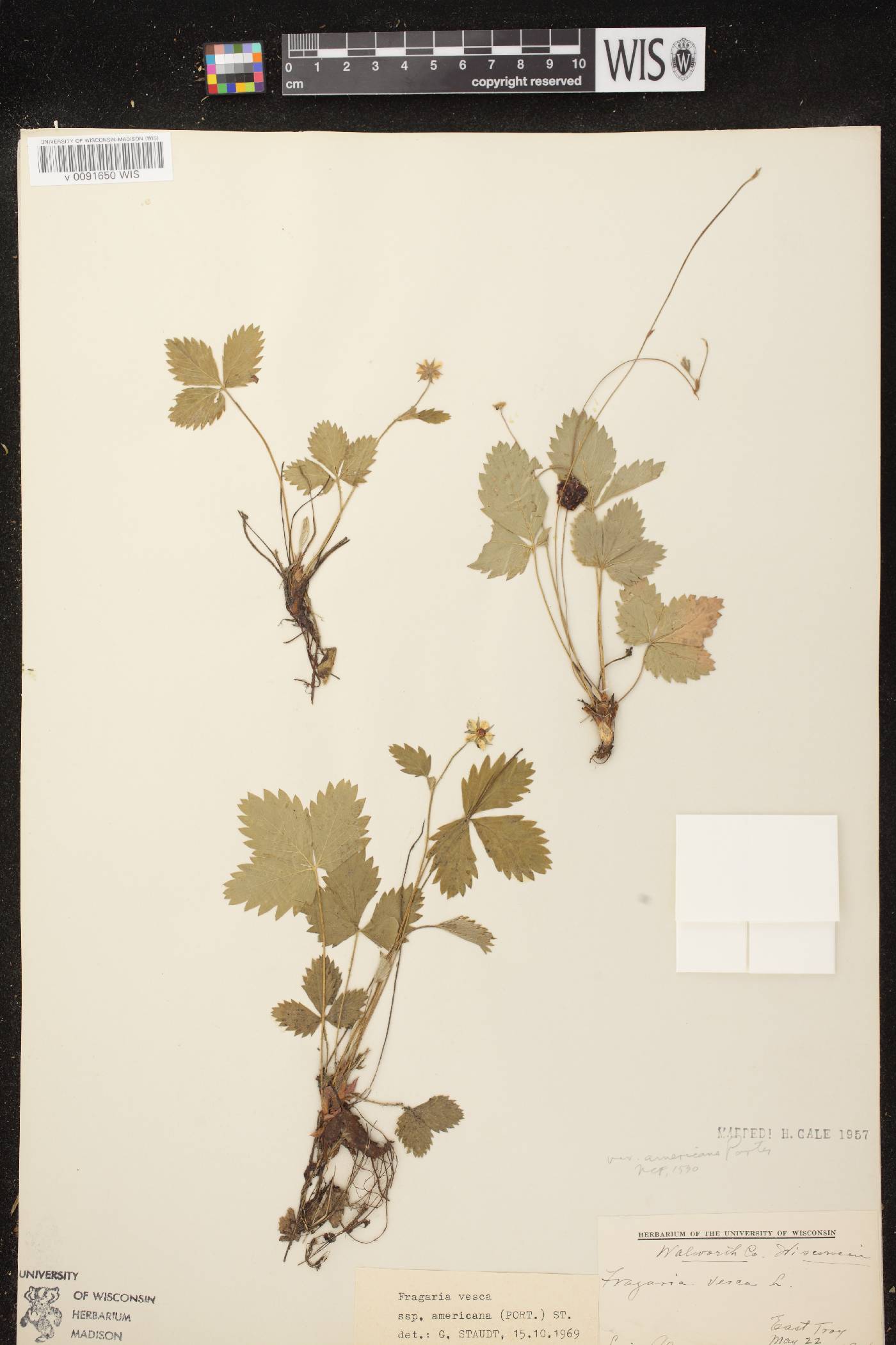 Fragaria vesca subsp. americana image