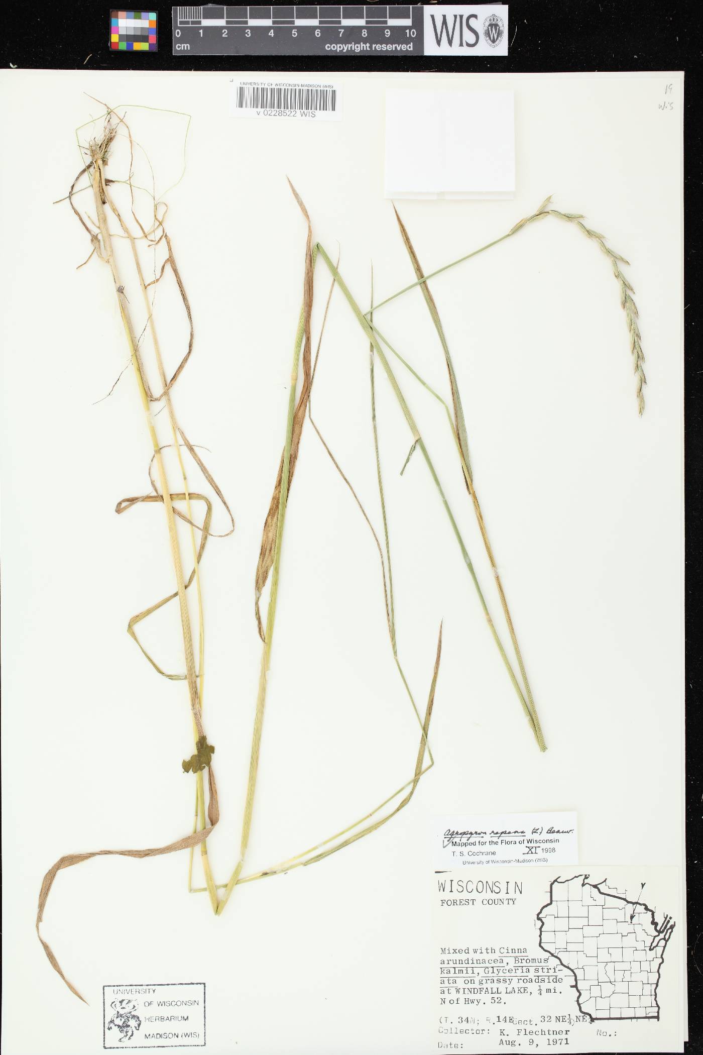 Elymus repens image
