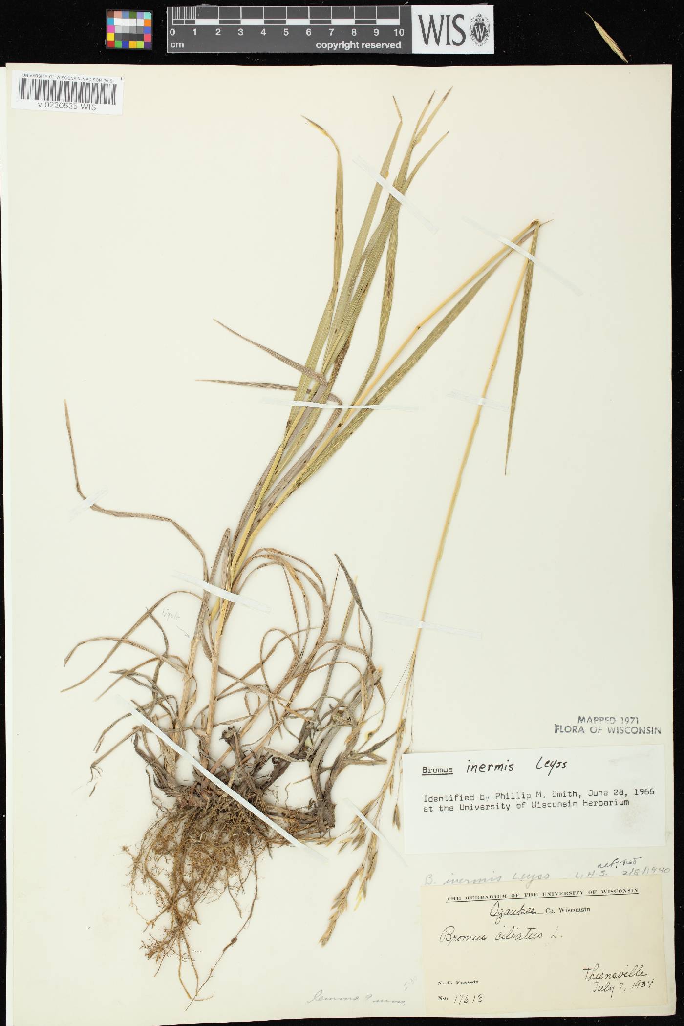 Bromus inermis image